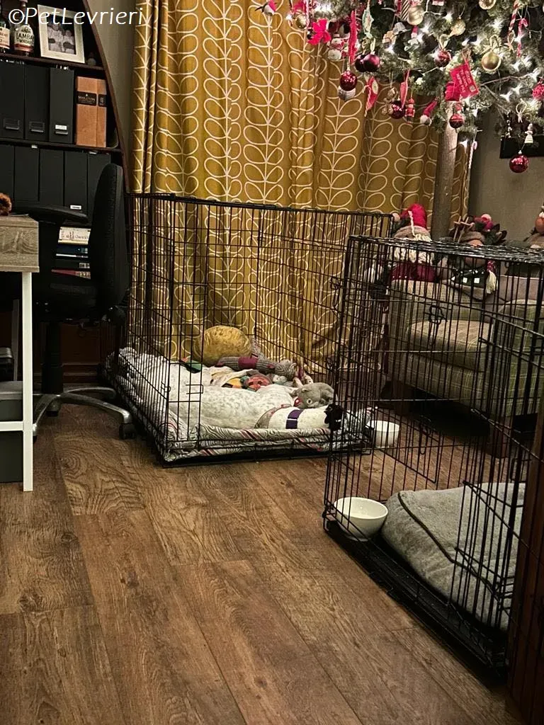 Ronya adozione levrieri greyhound 10