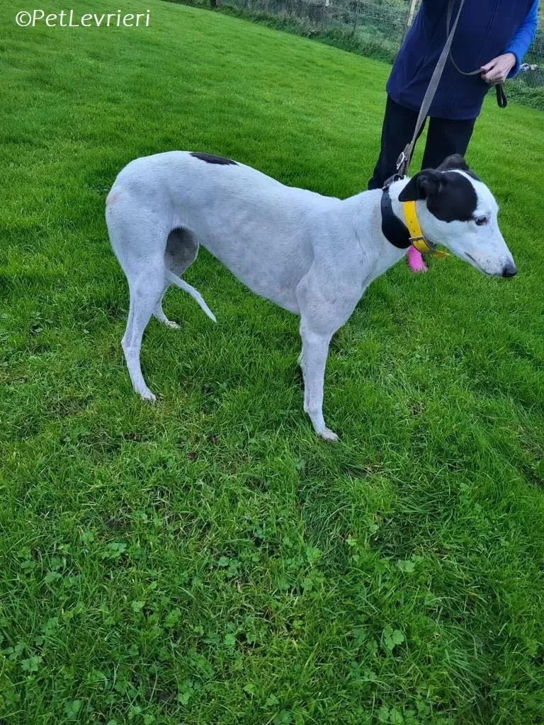 Ronya adozione levrieri greyhound 2