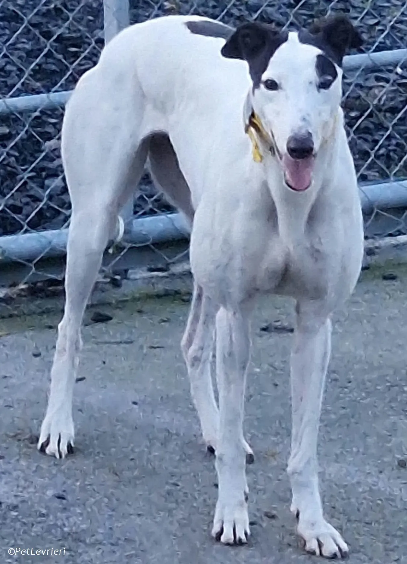 Ronya adozione levrieri greyhound 3