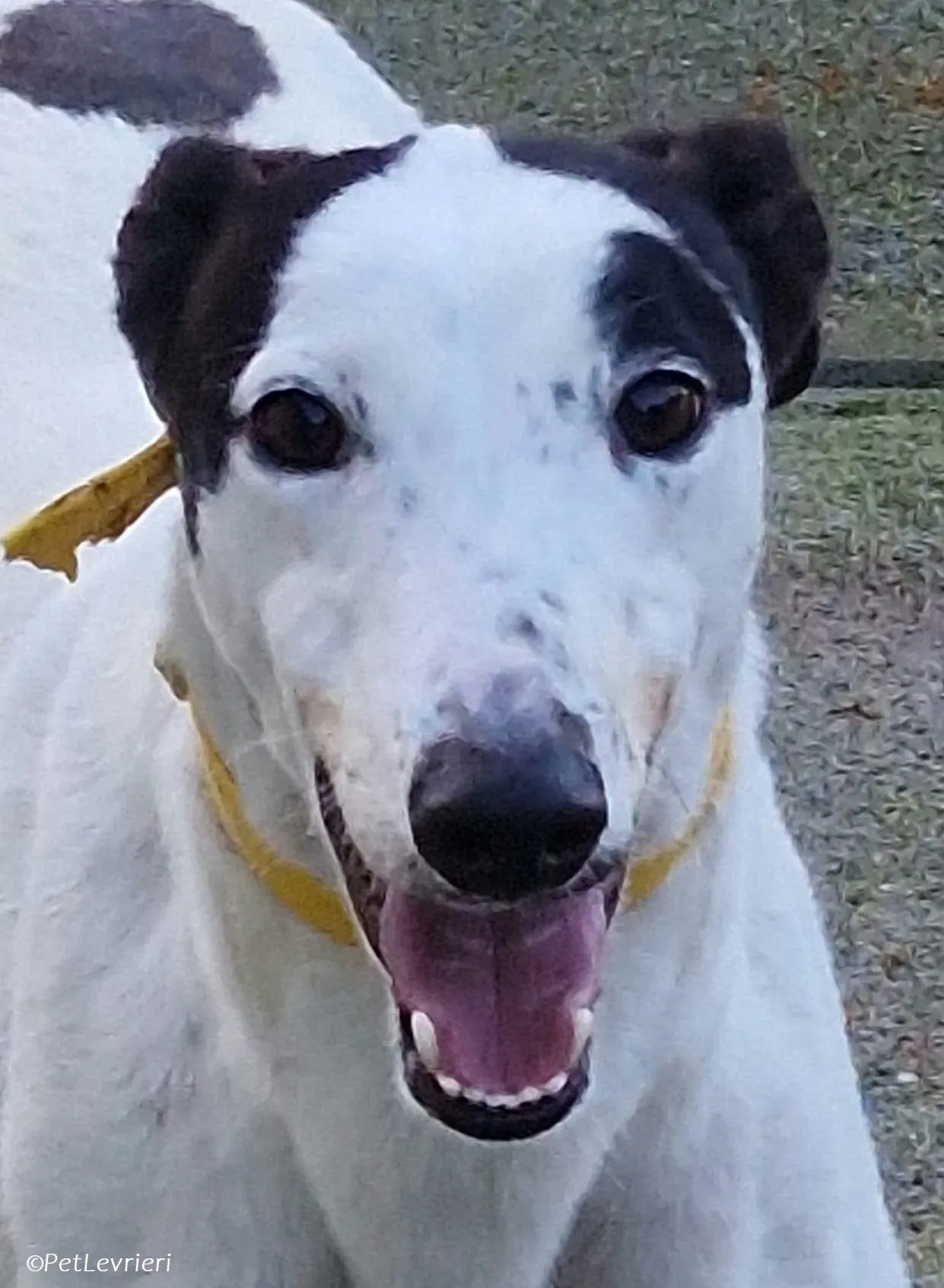 Ronya adozione levrieri greyhound 4