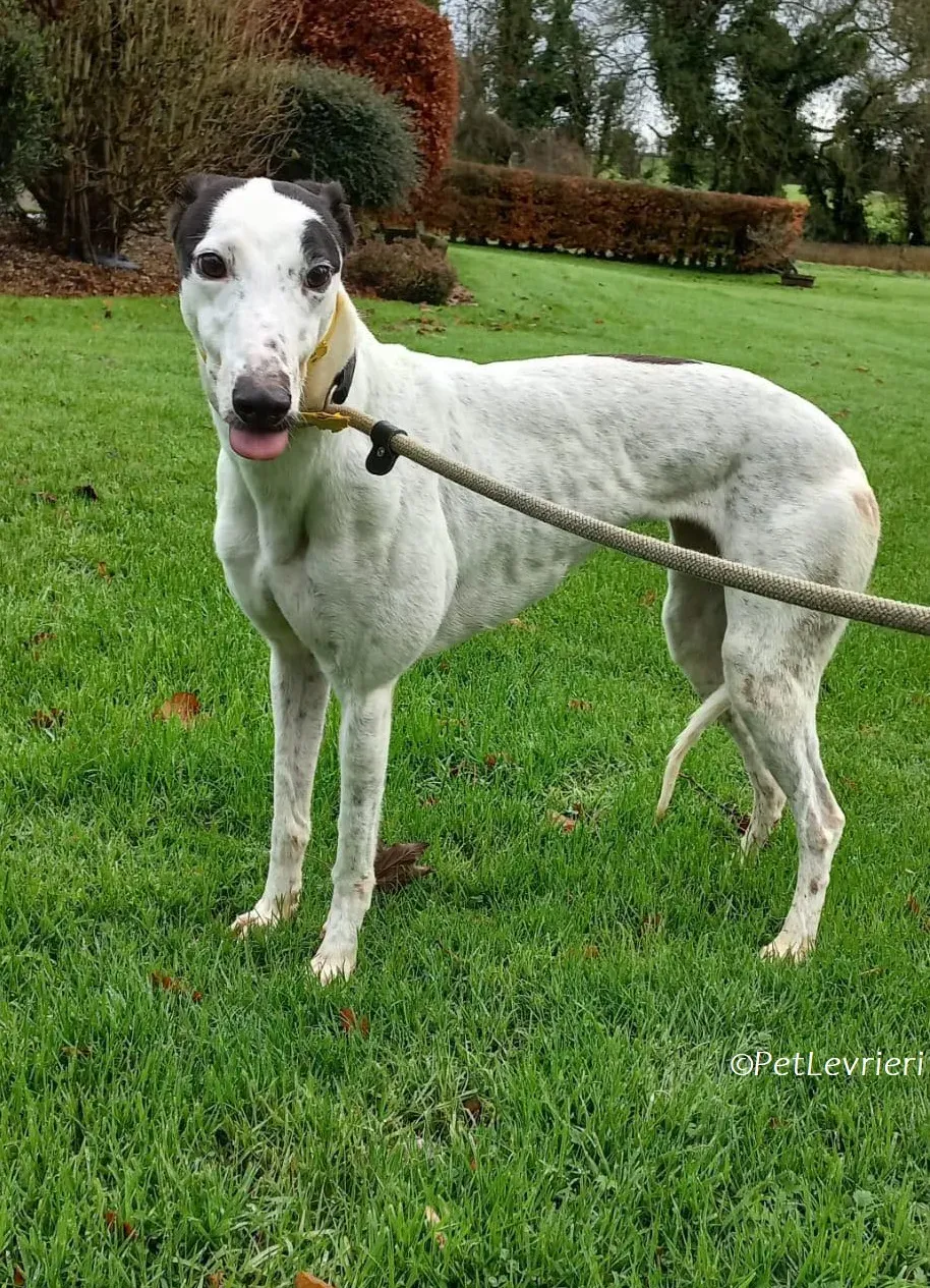 Ronya adozione levrieri greyhound 5