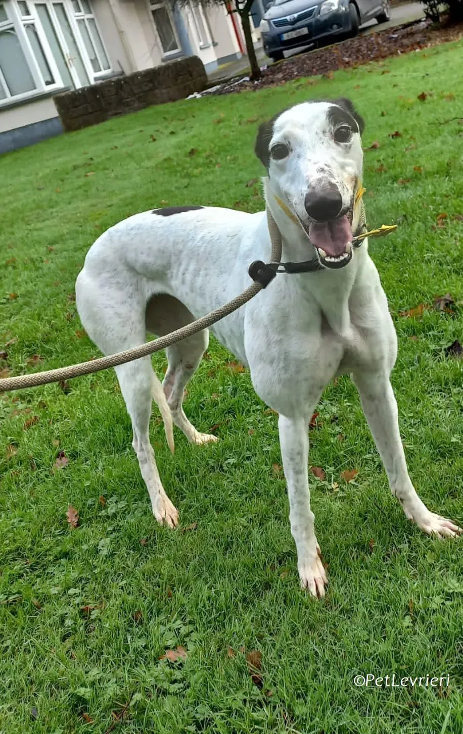 Ronya adozione levrieri greyhound 6