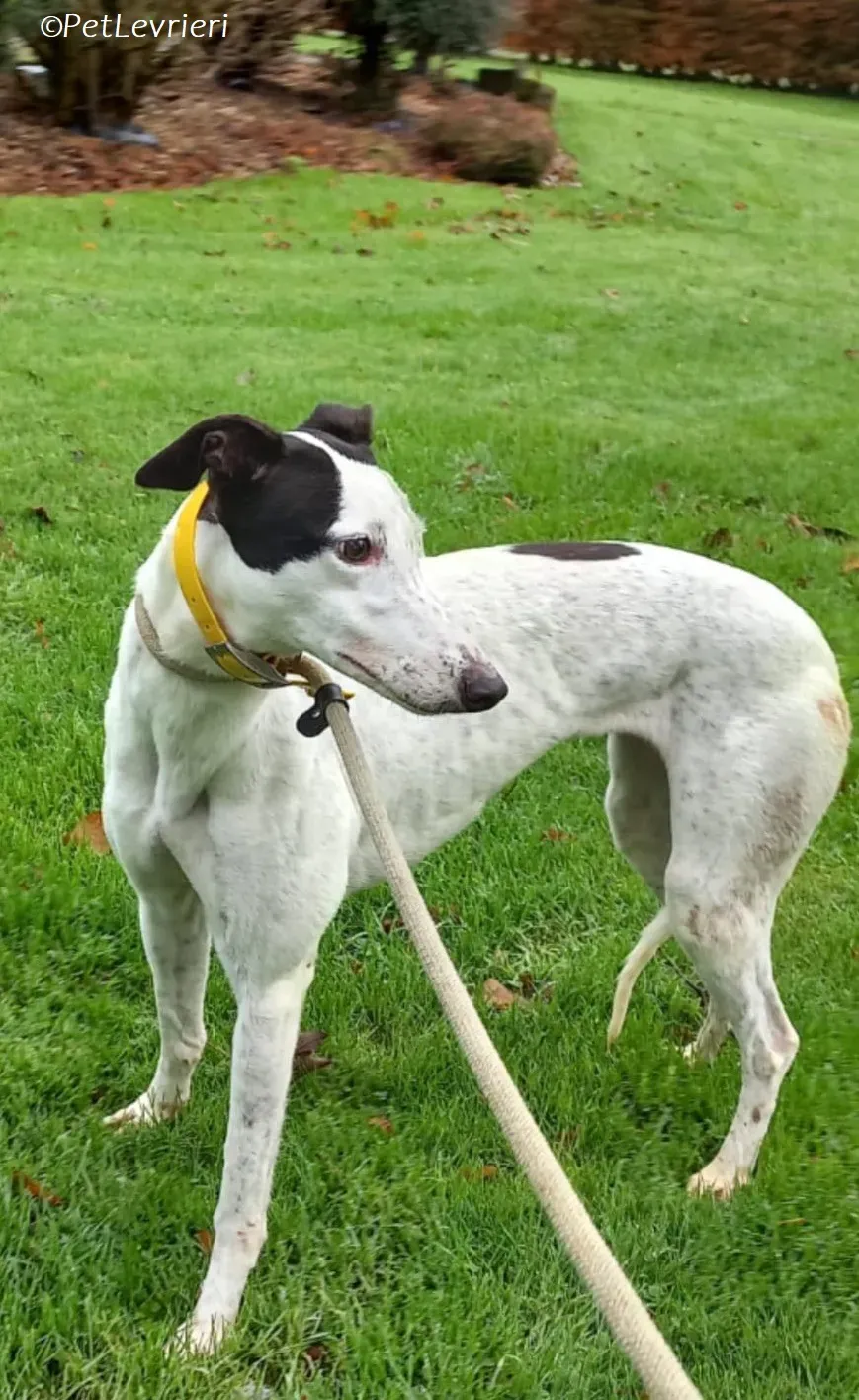 Ronya adozione levrieri greyhound 7