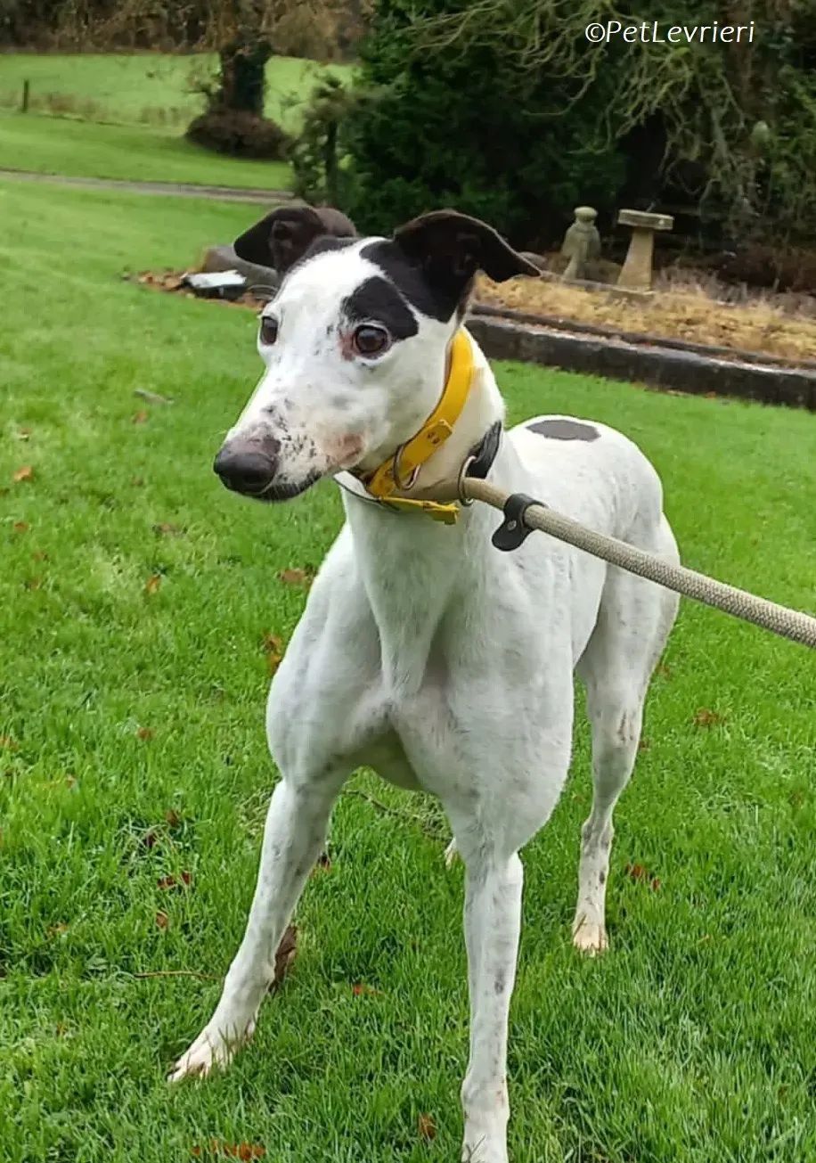 Ronya adozione levrieri greyhound 8