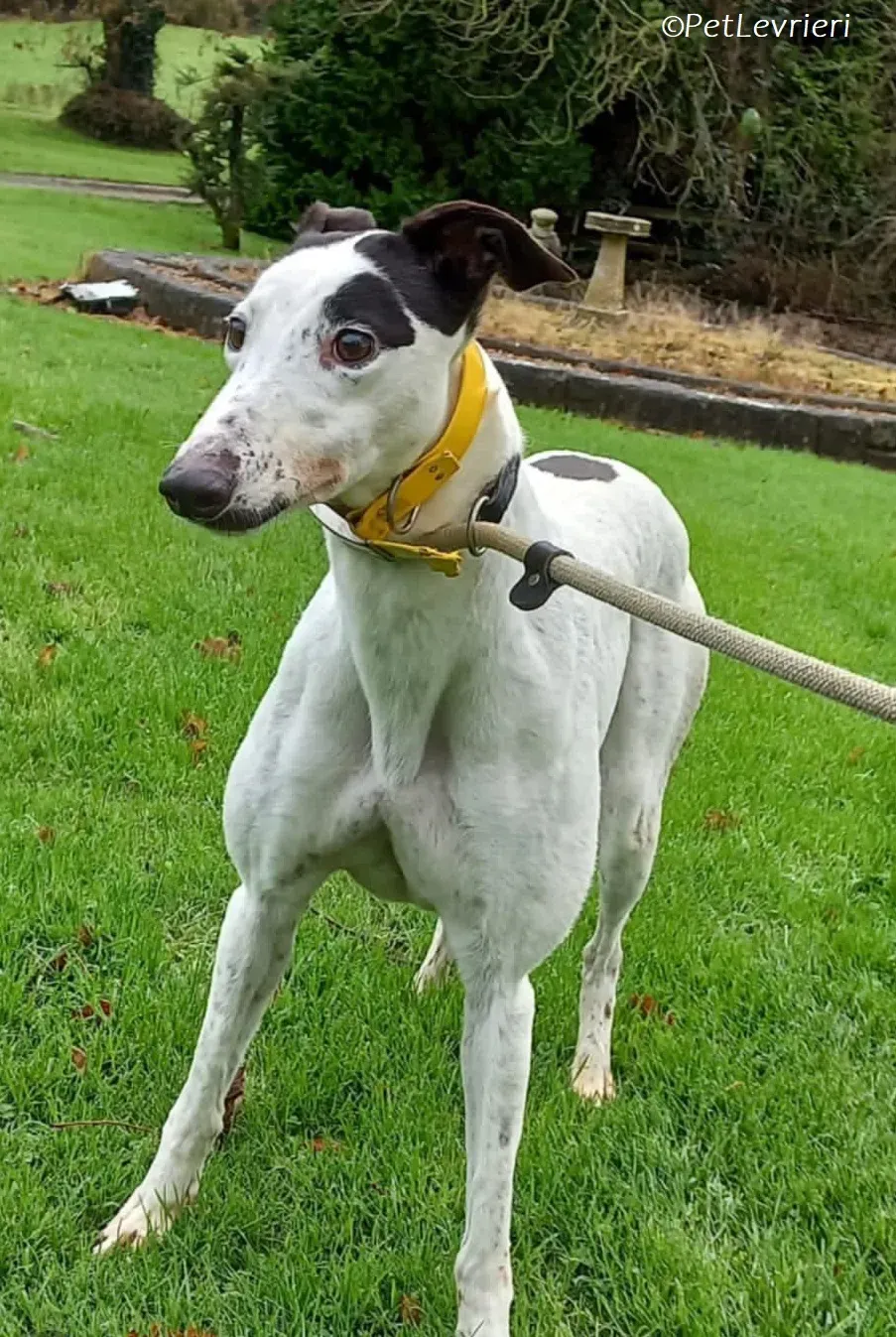 Ronya adozione levrieri greyhound 9