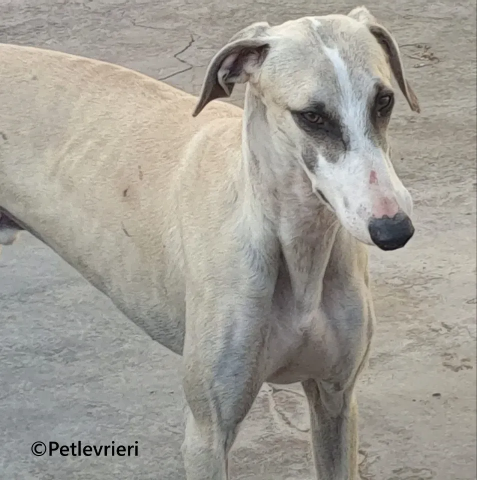 Rosco galgo adozione pet levrieri onlus 1