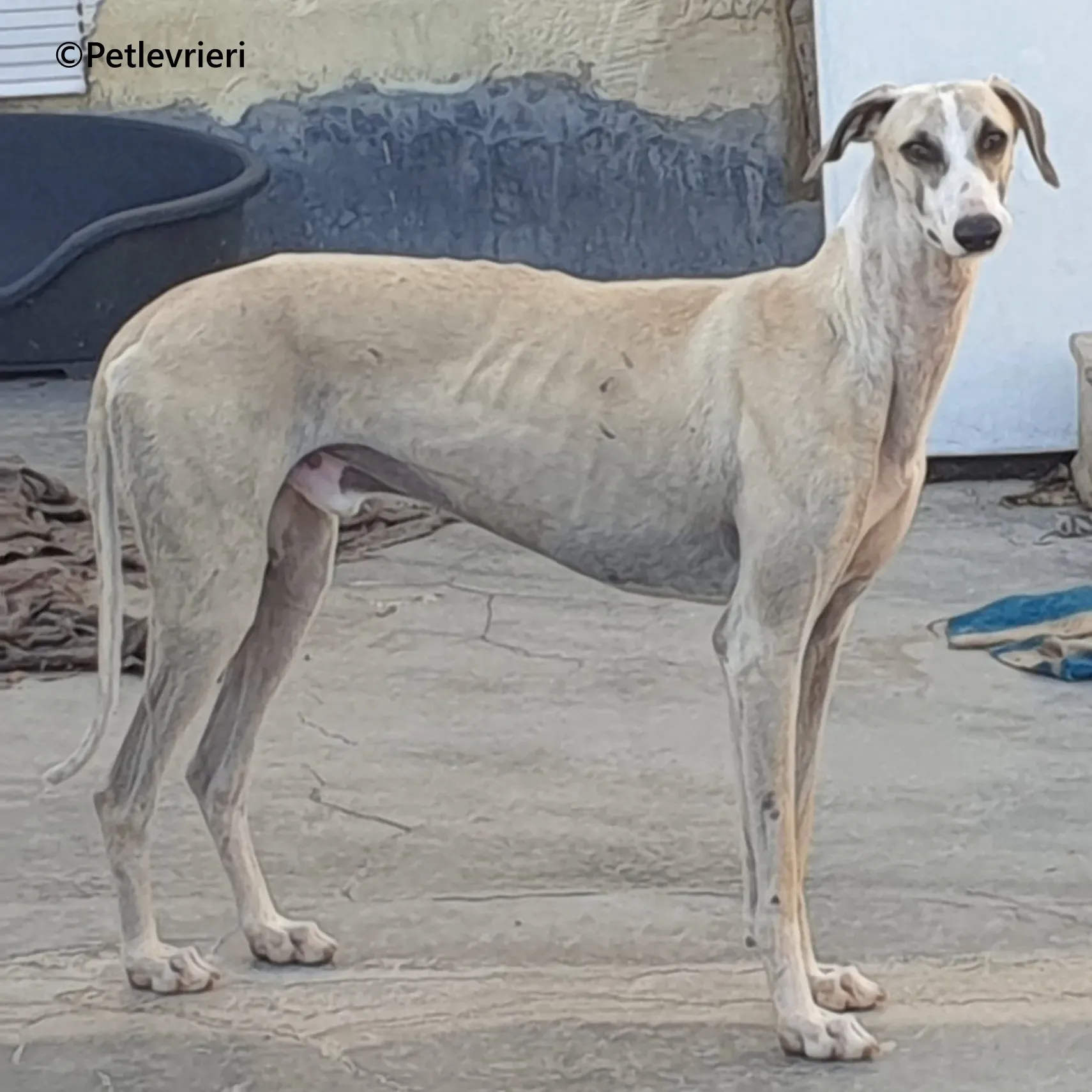 Rosco galgo adozione pet levrieri onlus 10