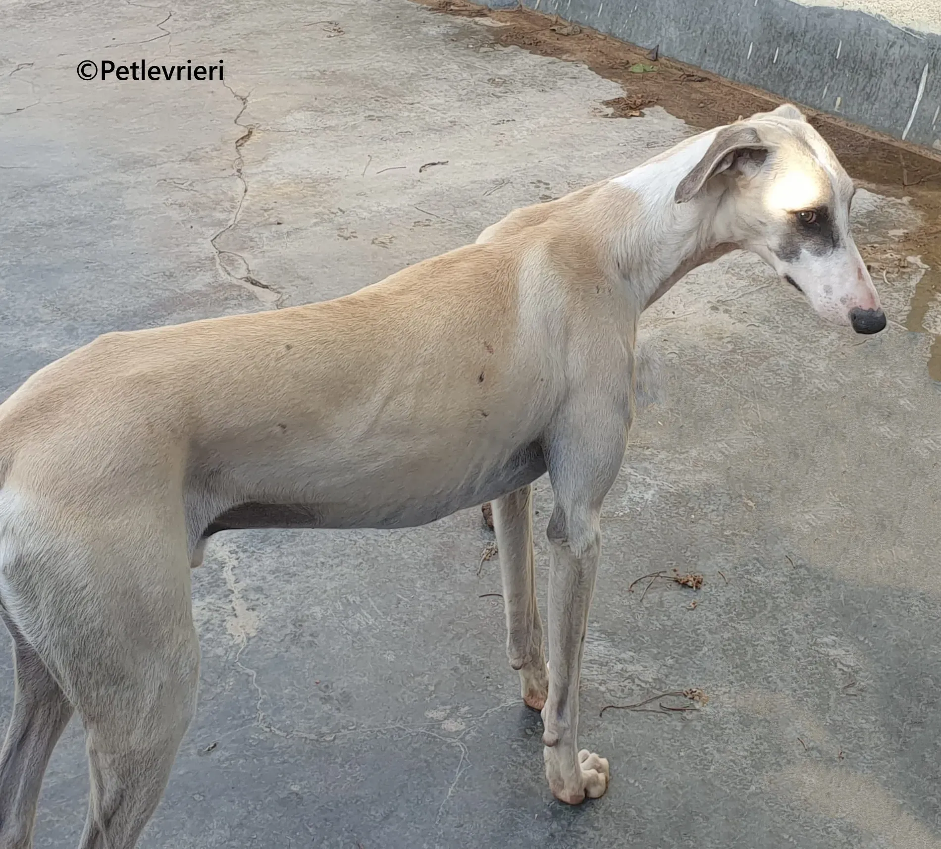 Rosco galgo adozione pet levrieri onlus 2 1