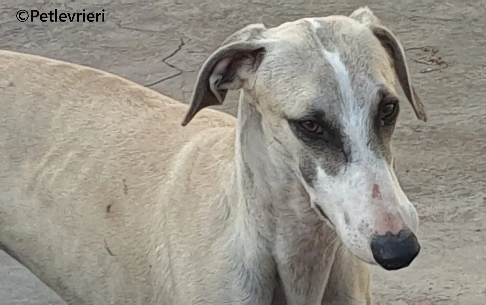 Rosco galgo adozione pet levrieri onlus 3