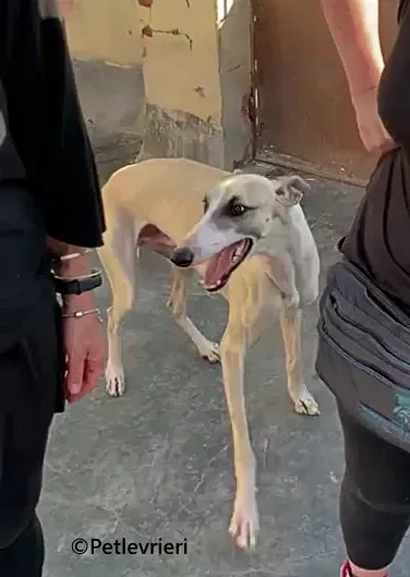 Rosco galgo adozione pet levrieri onlus 4