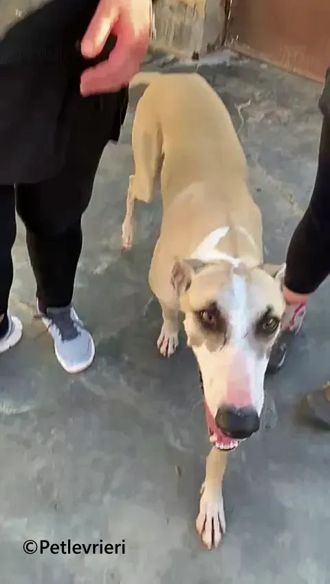 Rosco galgo adozione pet levrieri onlus 5