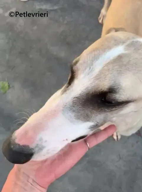 Rosco galgo adozione pet levrieri onlus 6