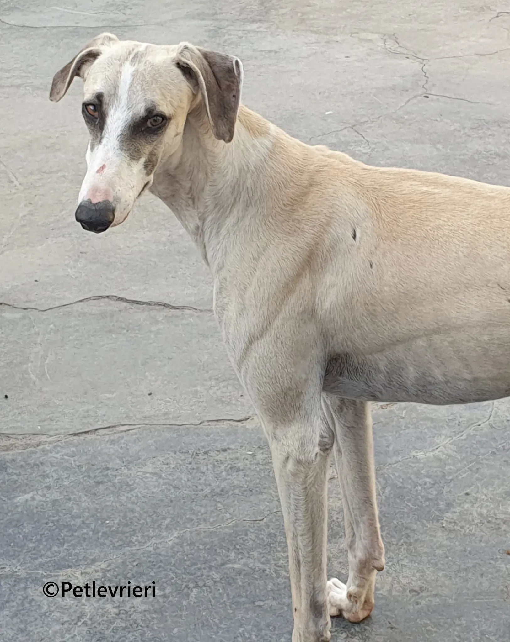 Rosco galgo adozione pet levrieri onlus 7