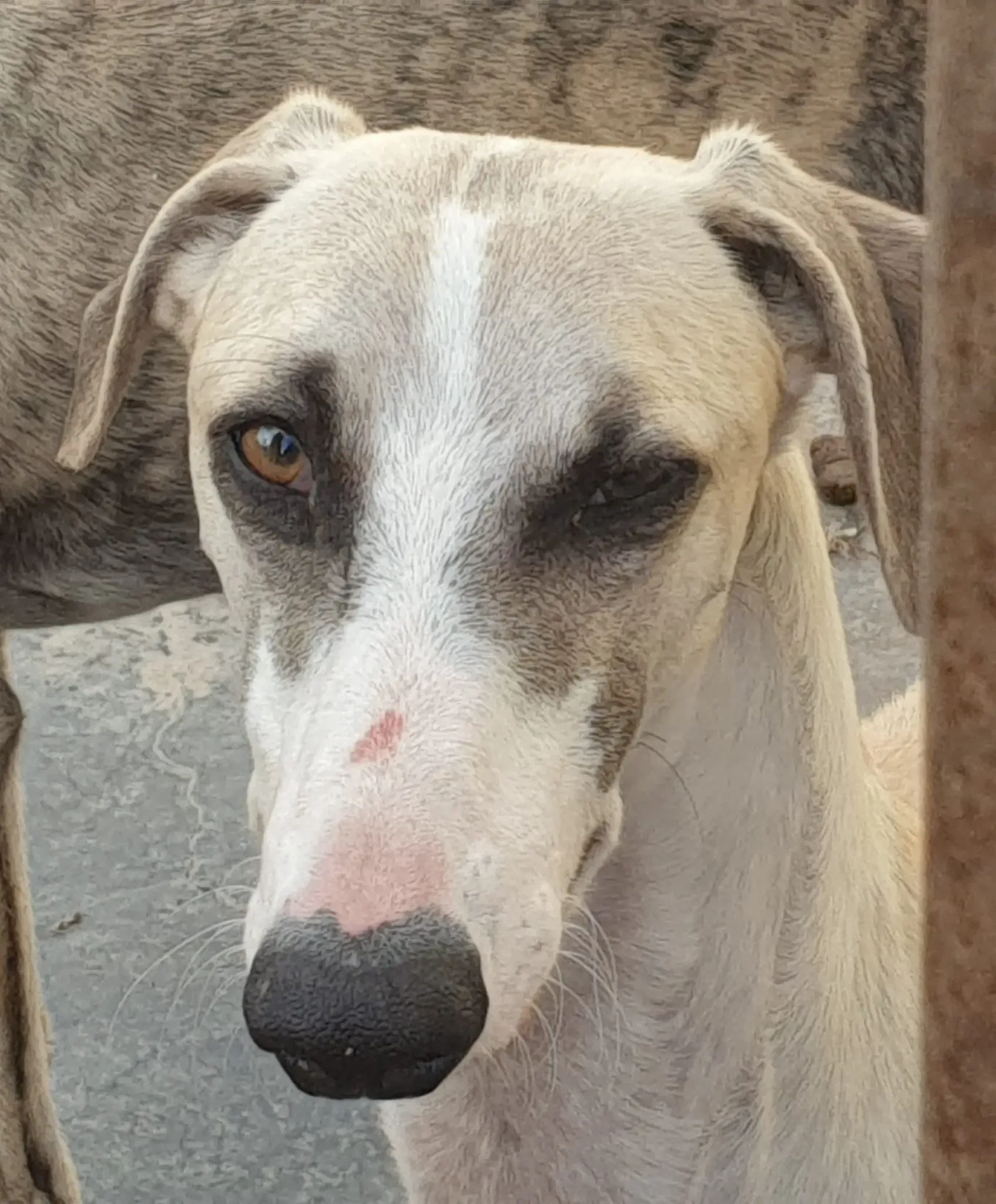 Rosco galgo adozione pet levrieri onlus 8
