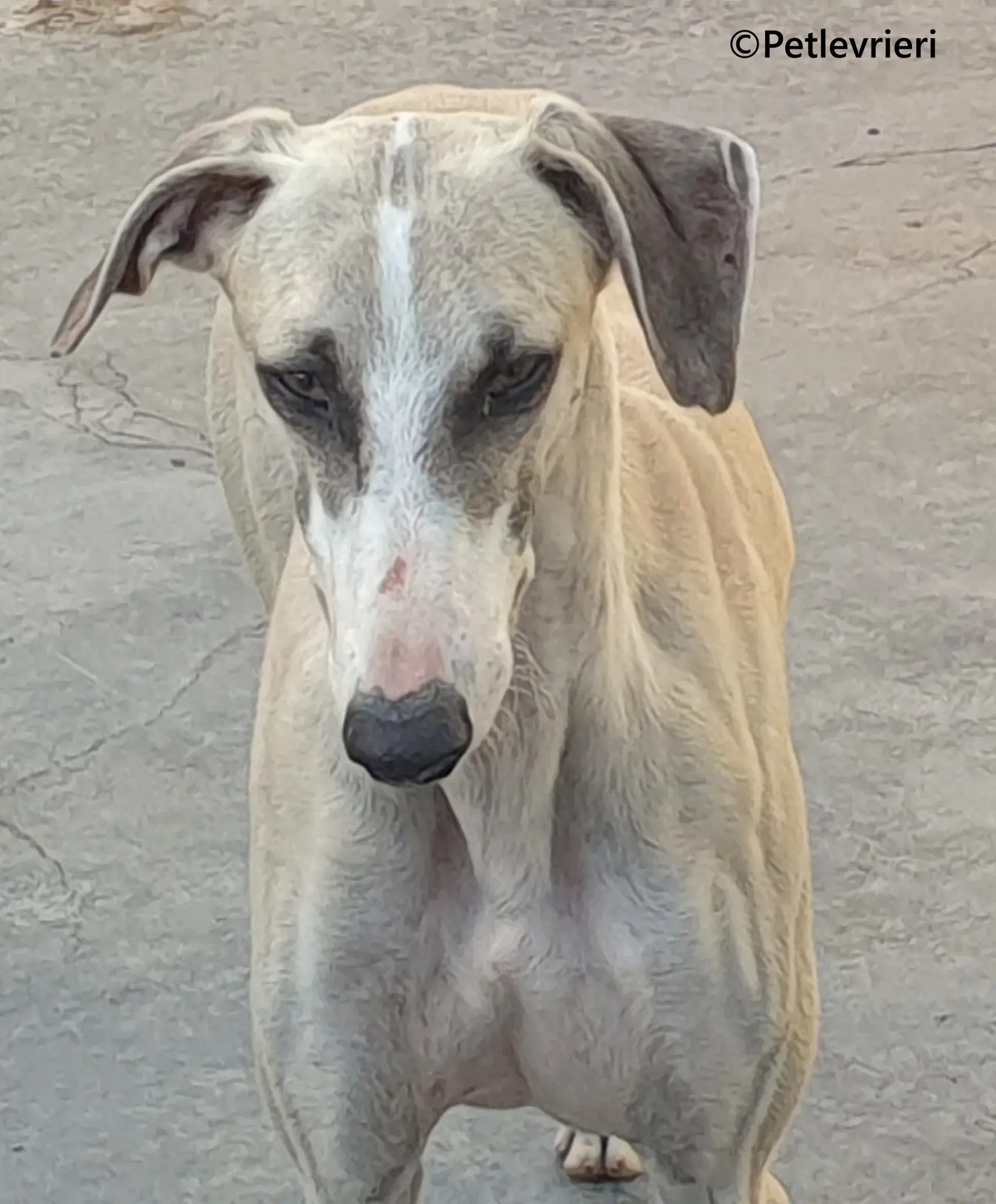Rosco galgo adozione pet levrieri onlus 9