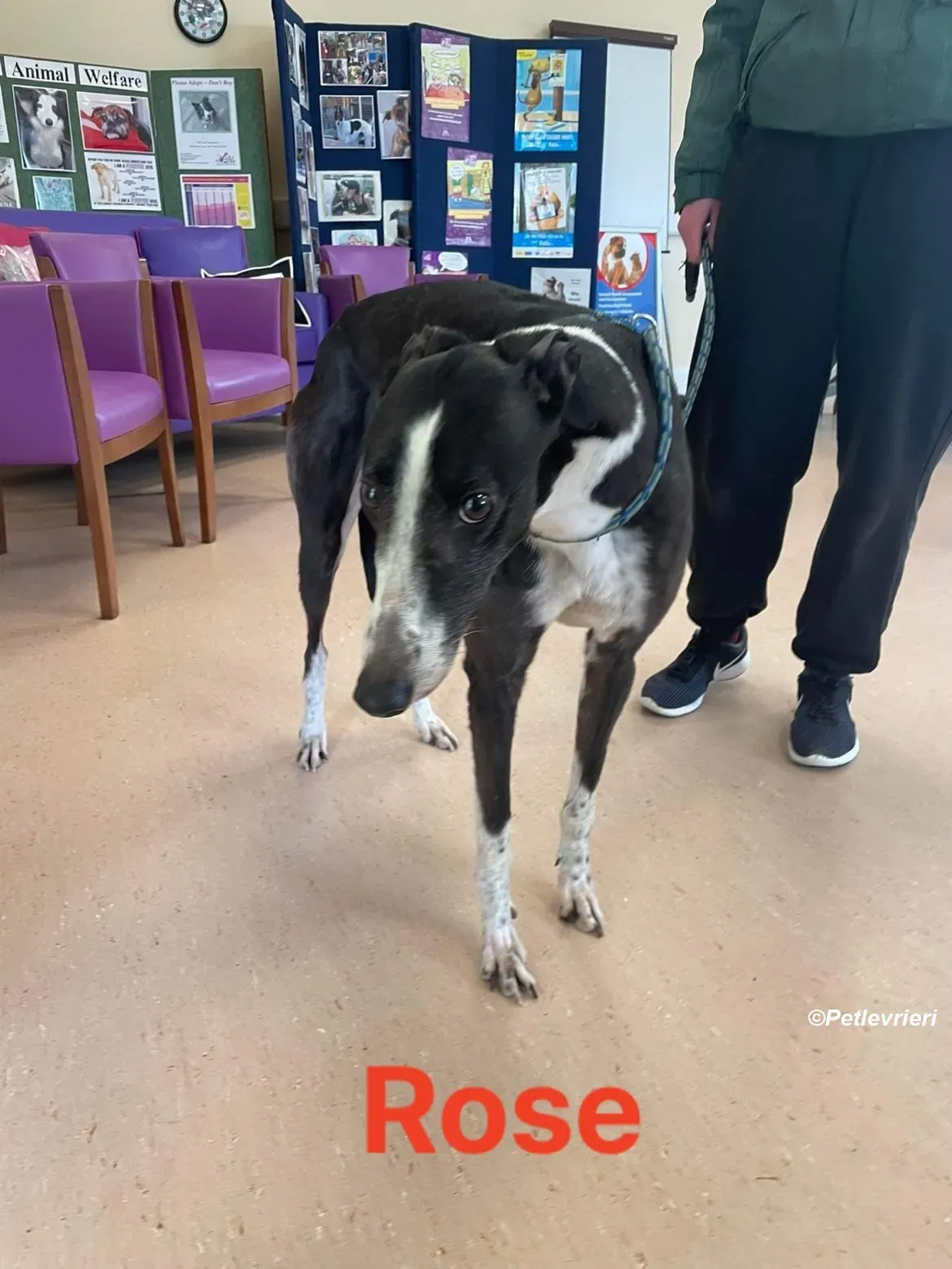 Rose adozione levrieri greyhound 1