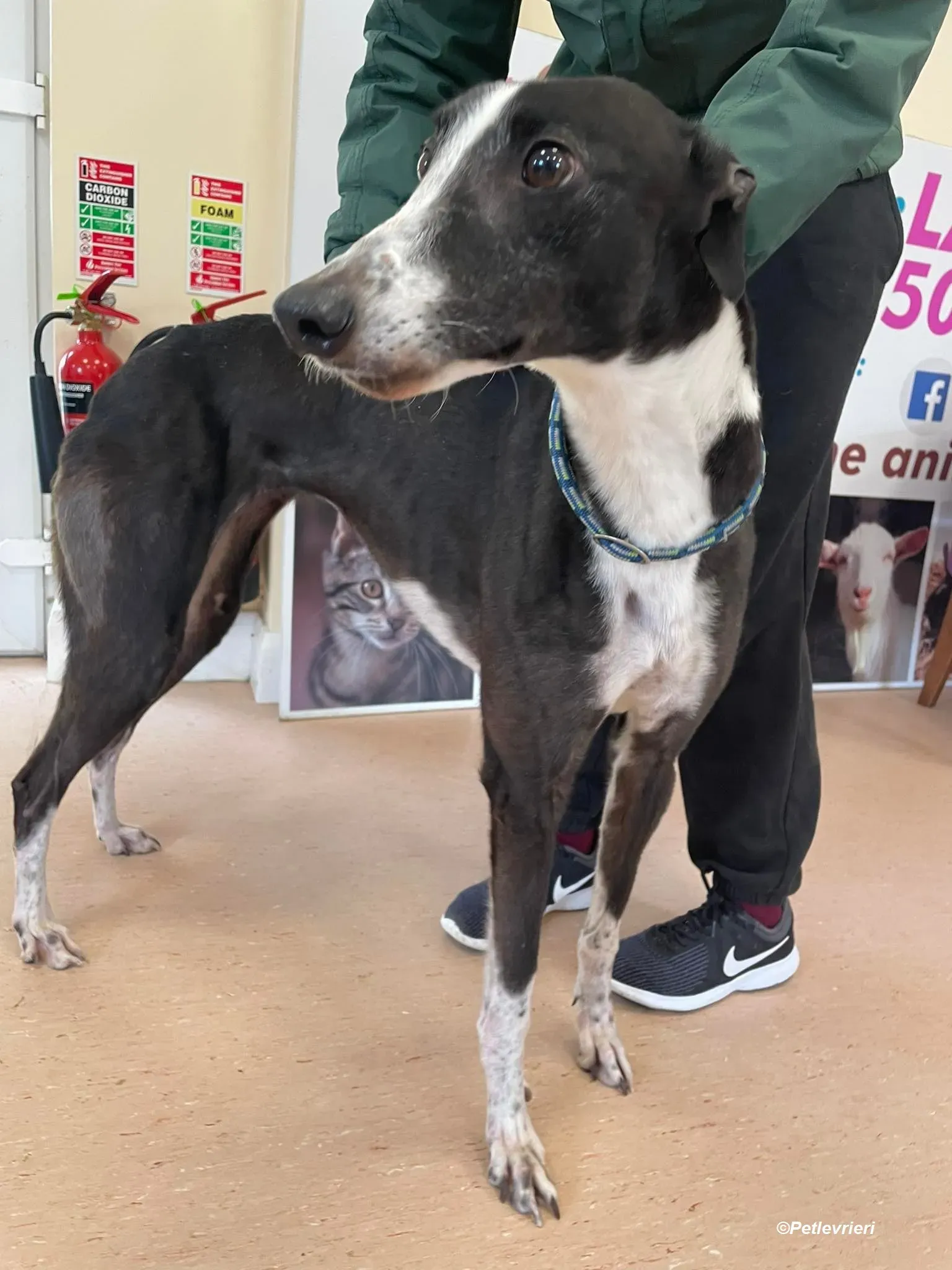 Rose adozione levrieri greyhound 10