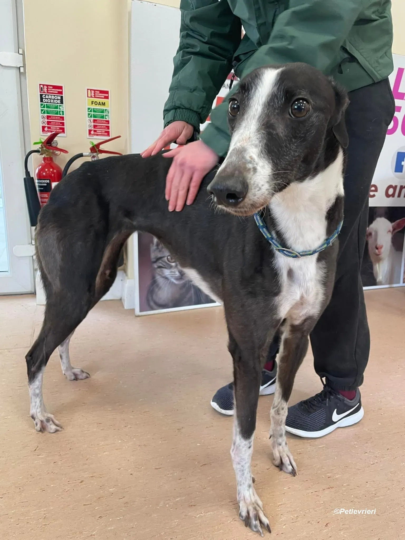 Rose adozione levrieri greyhound 11