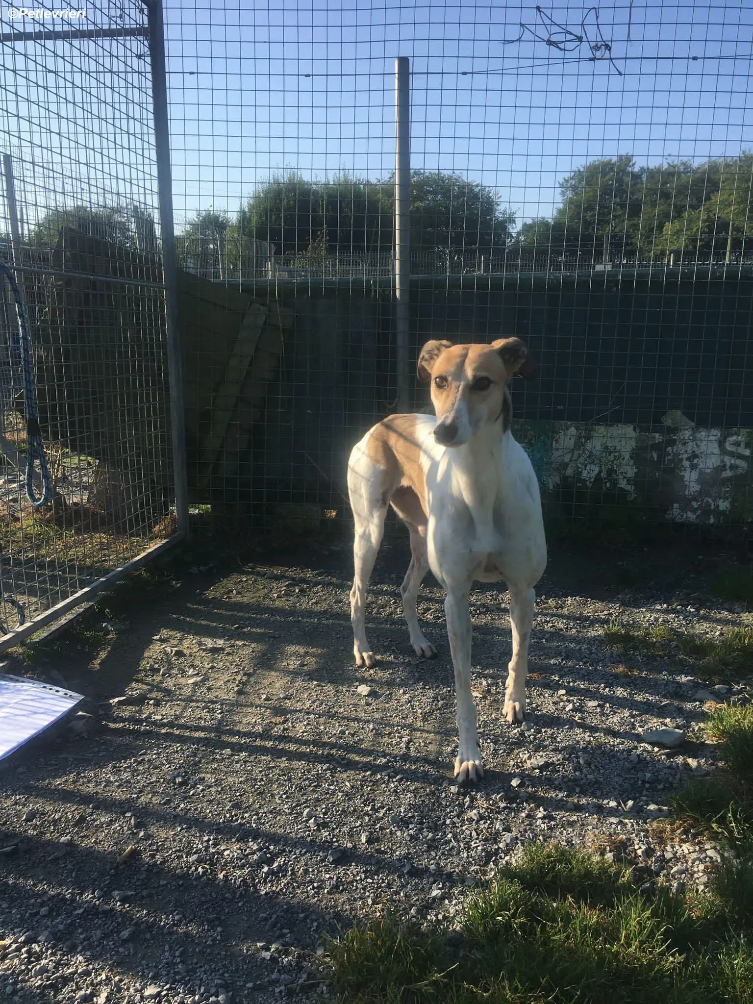 Rose adozione levrieri greyhound 12