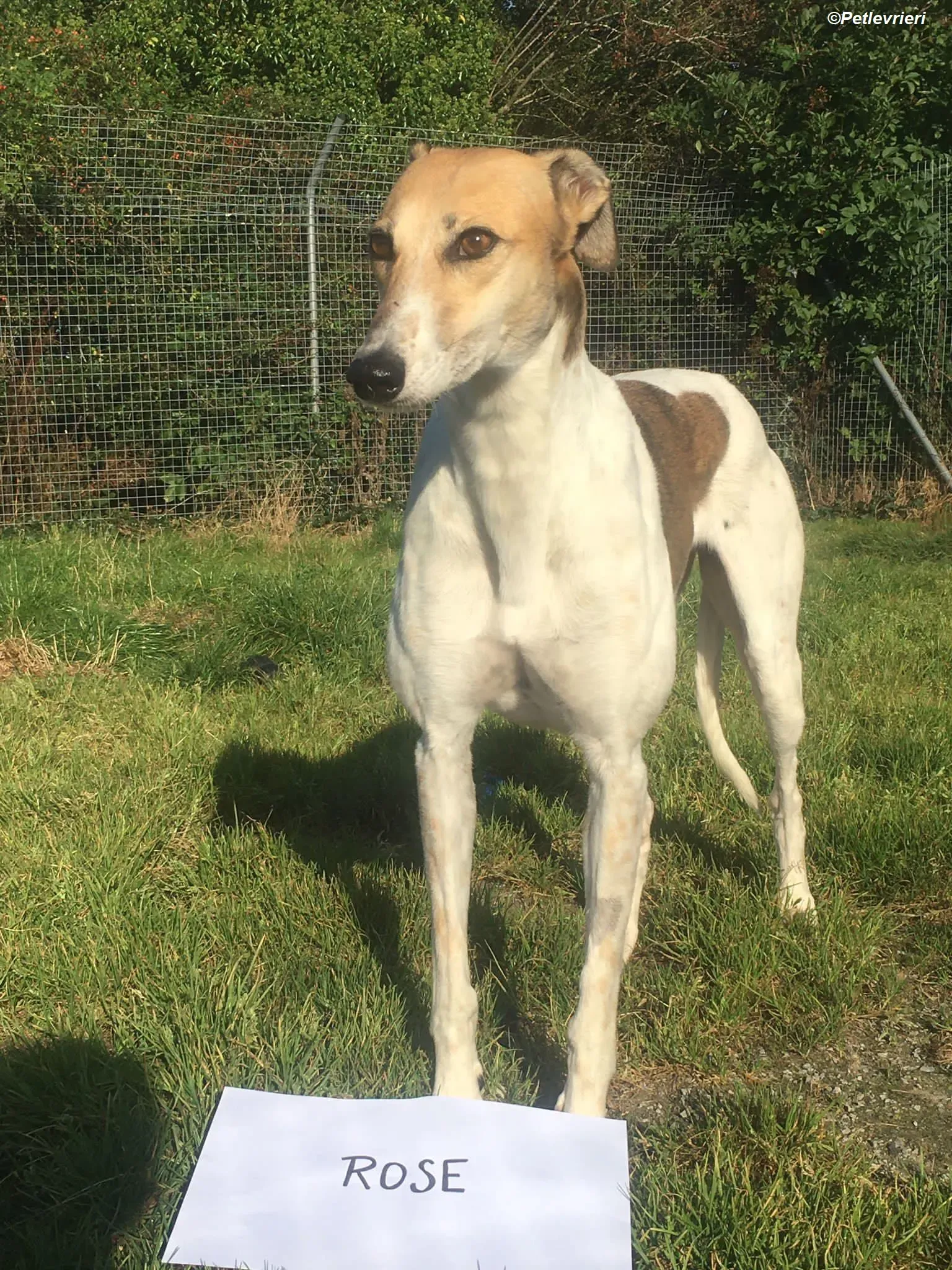 Rose adozione levrieri greyhound 13