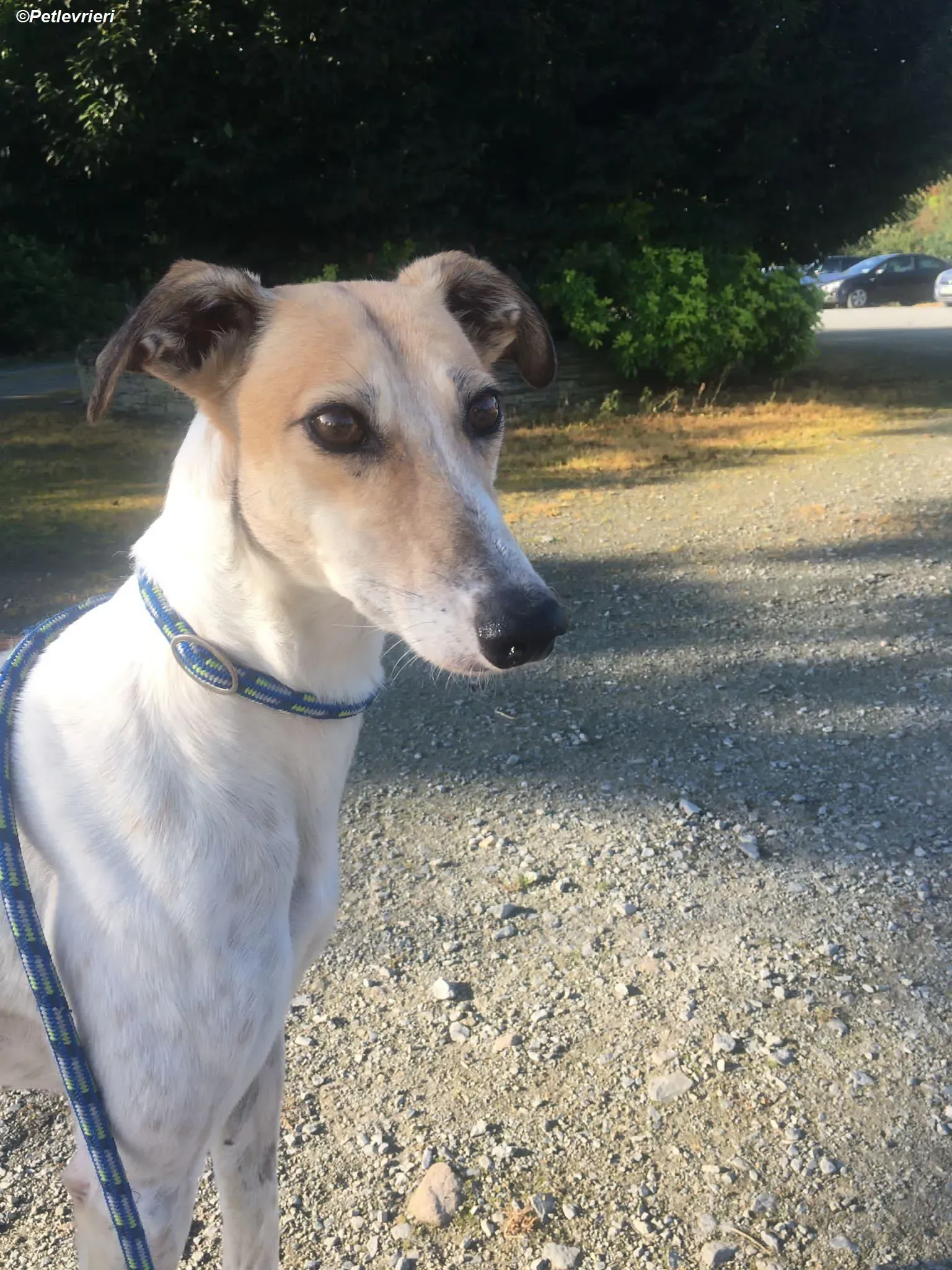 Rose adozione levrieri greyhound 14