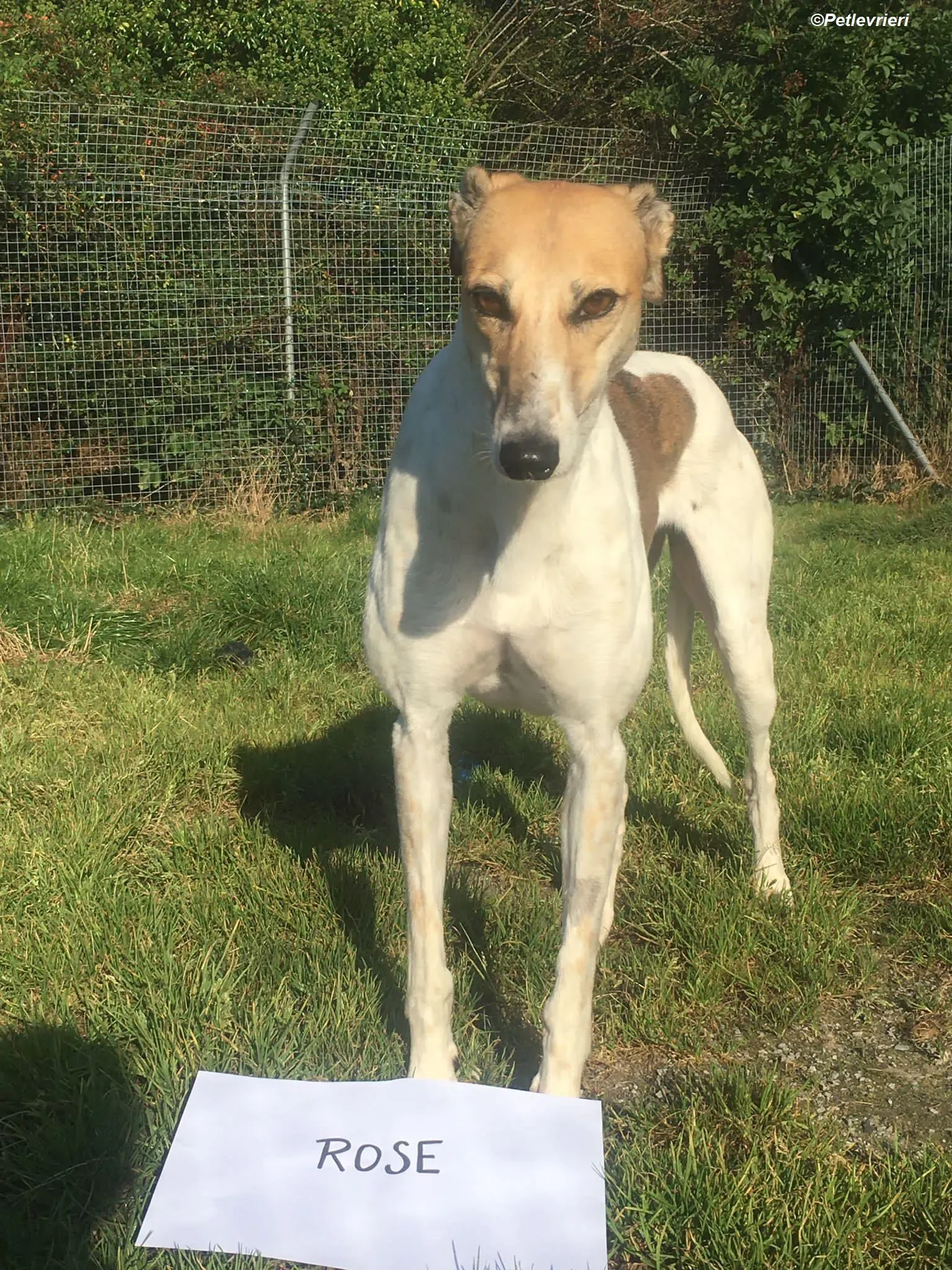 Rose adozione levrieri greyhound 15