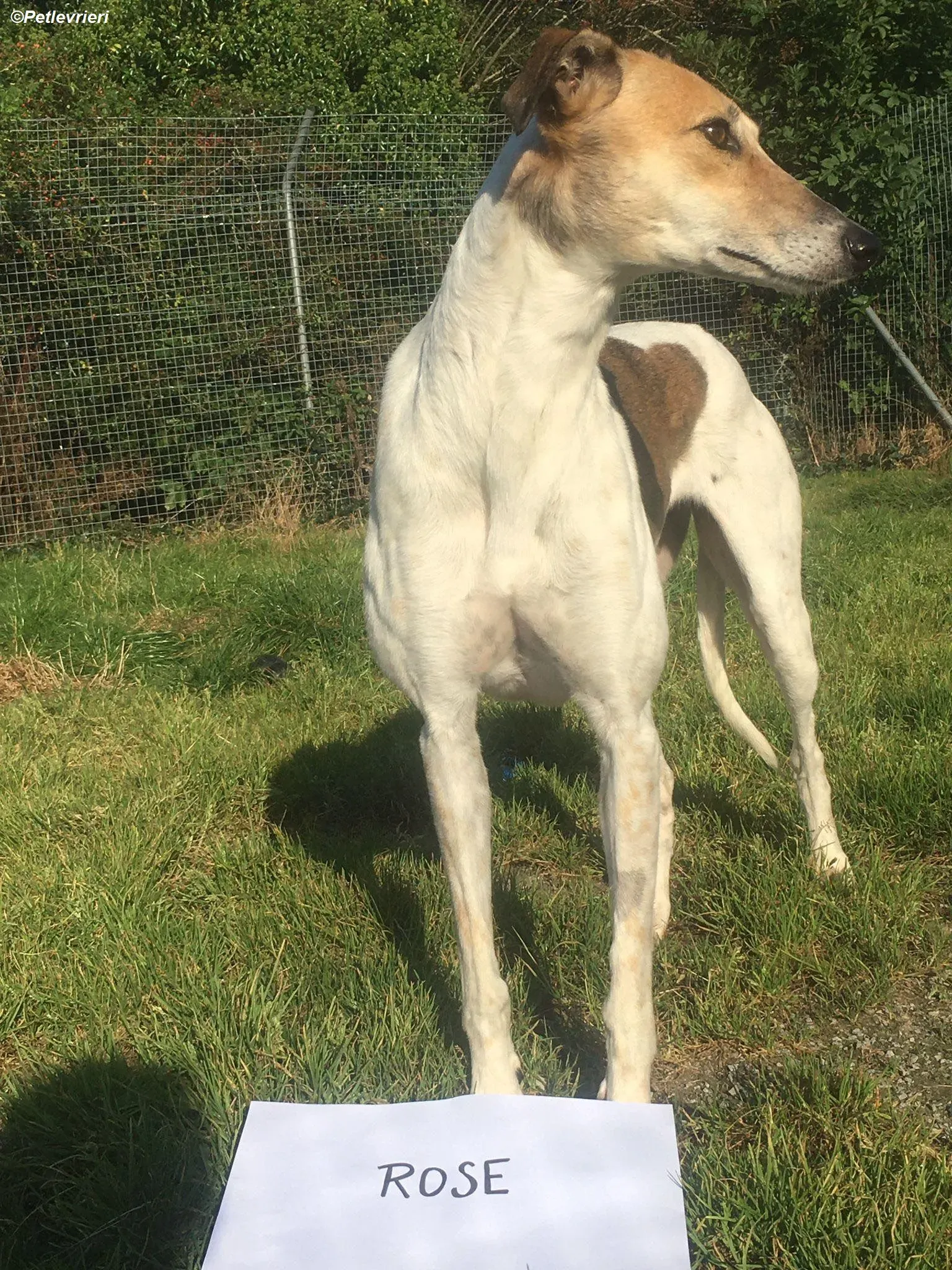 Rose adozione levrieri greyhound 16