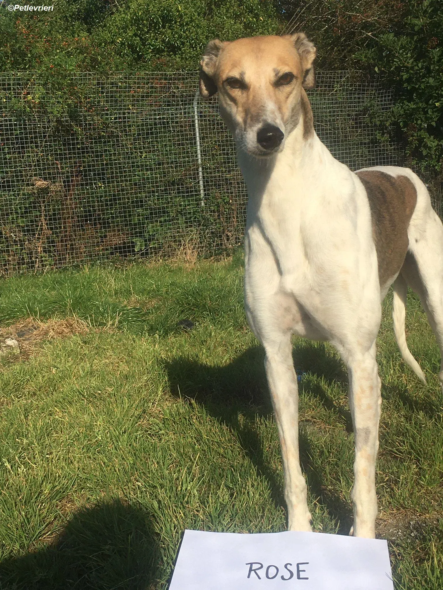 Rose adozione levrieri greyhound 17
