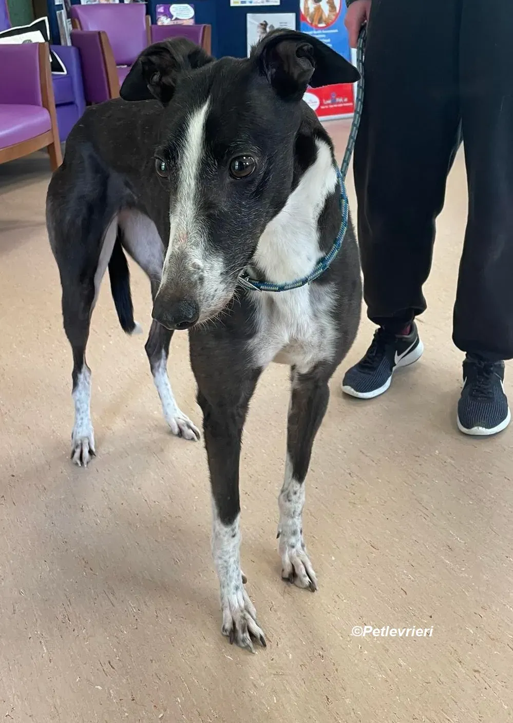 Rose adozione levrieri greyhound 2