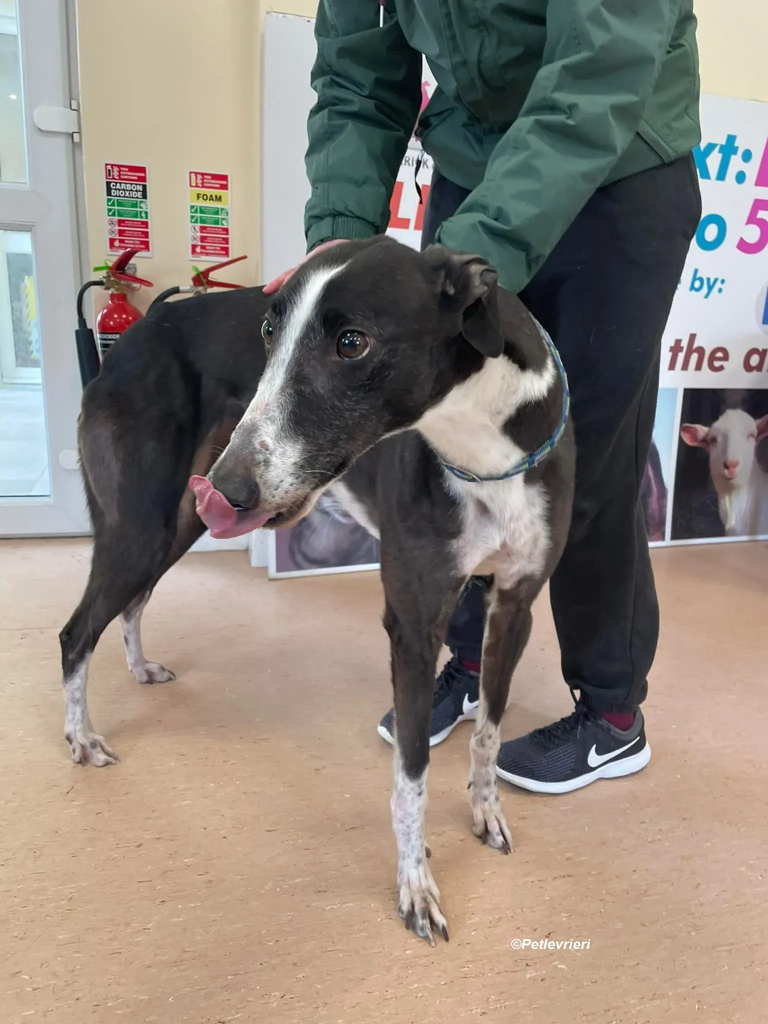 Rose adozione levrieri greyhound 4