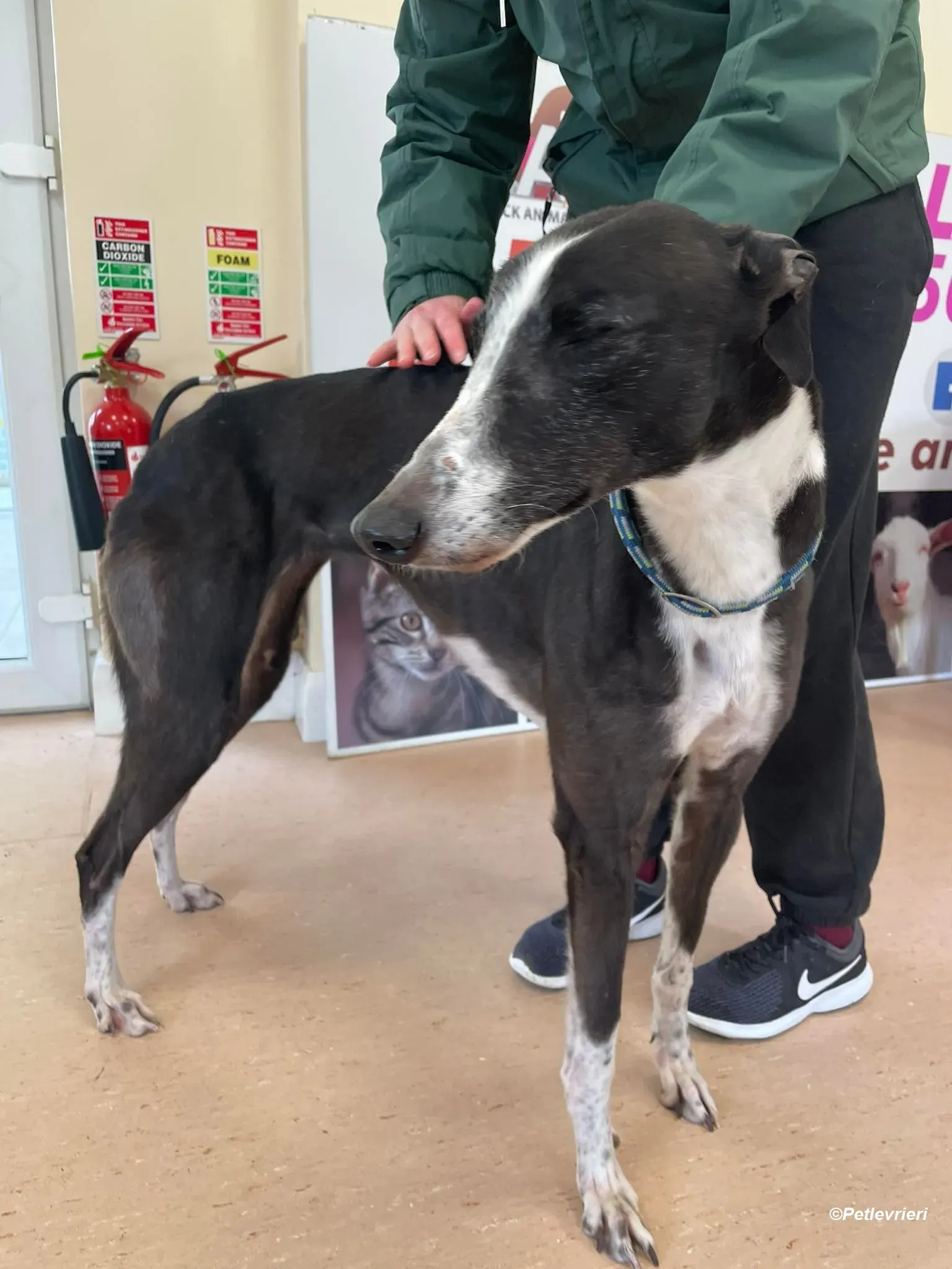 Rose adozione levrieri greyhound 8