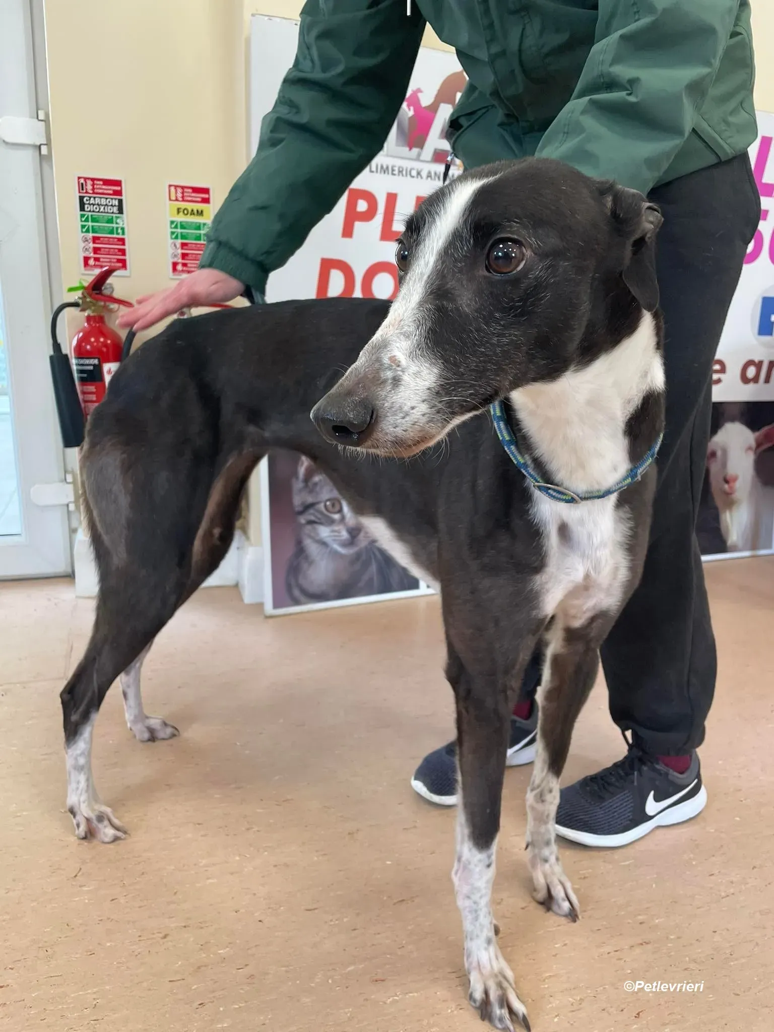 Rose adozione levrieri greyhound 3