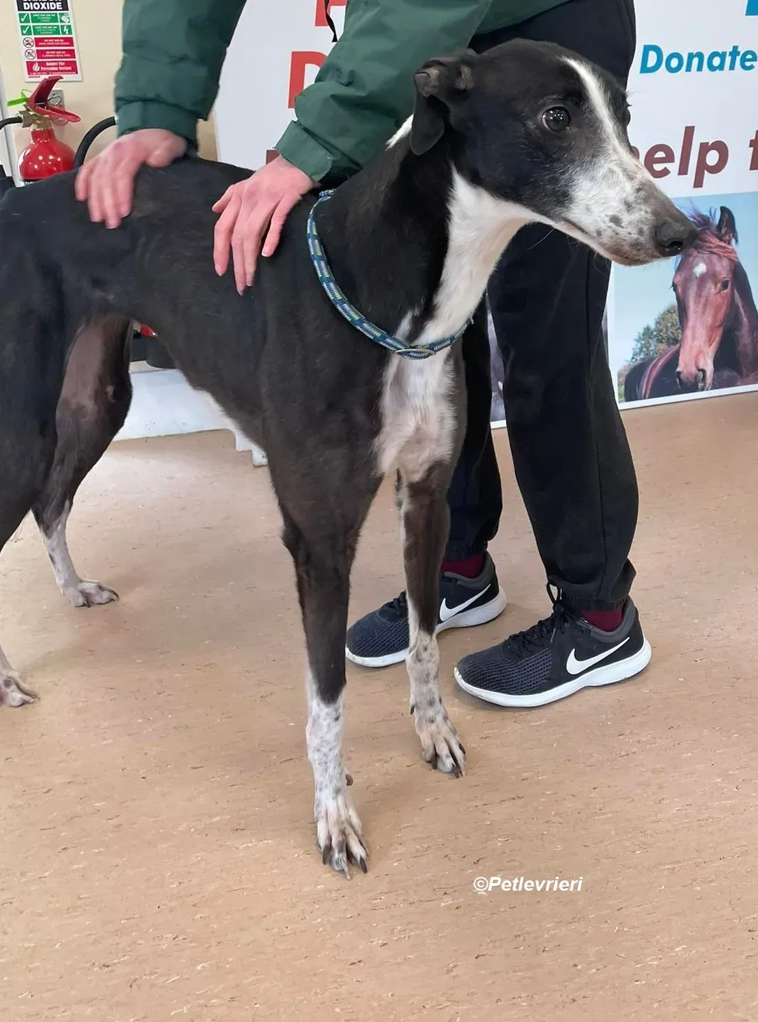 Rose adozione levrieri greyhound 5