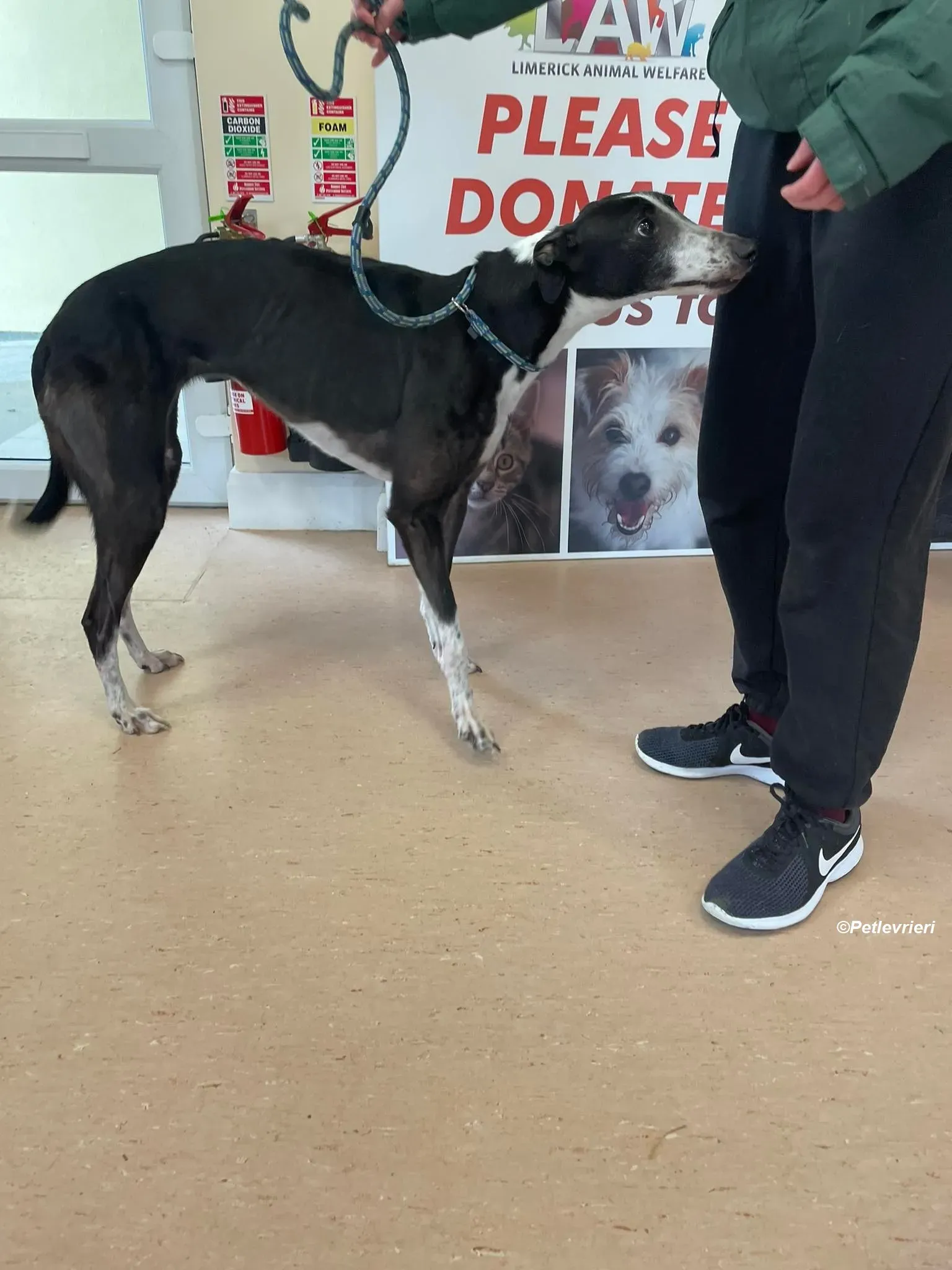 Rose adozione levrieri greyhound 6