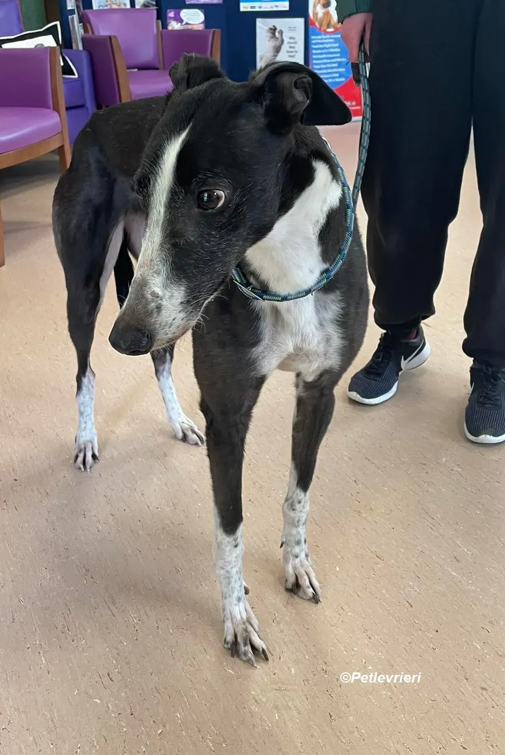 Rose adozione levrieri greyhound 7