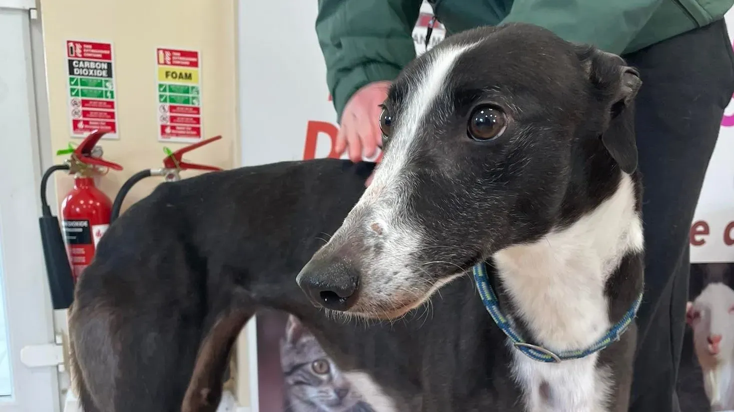 Rose adozione levrieri greyhound 9 e1646859390791