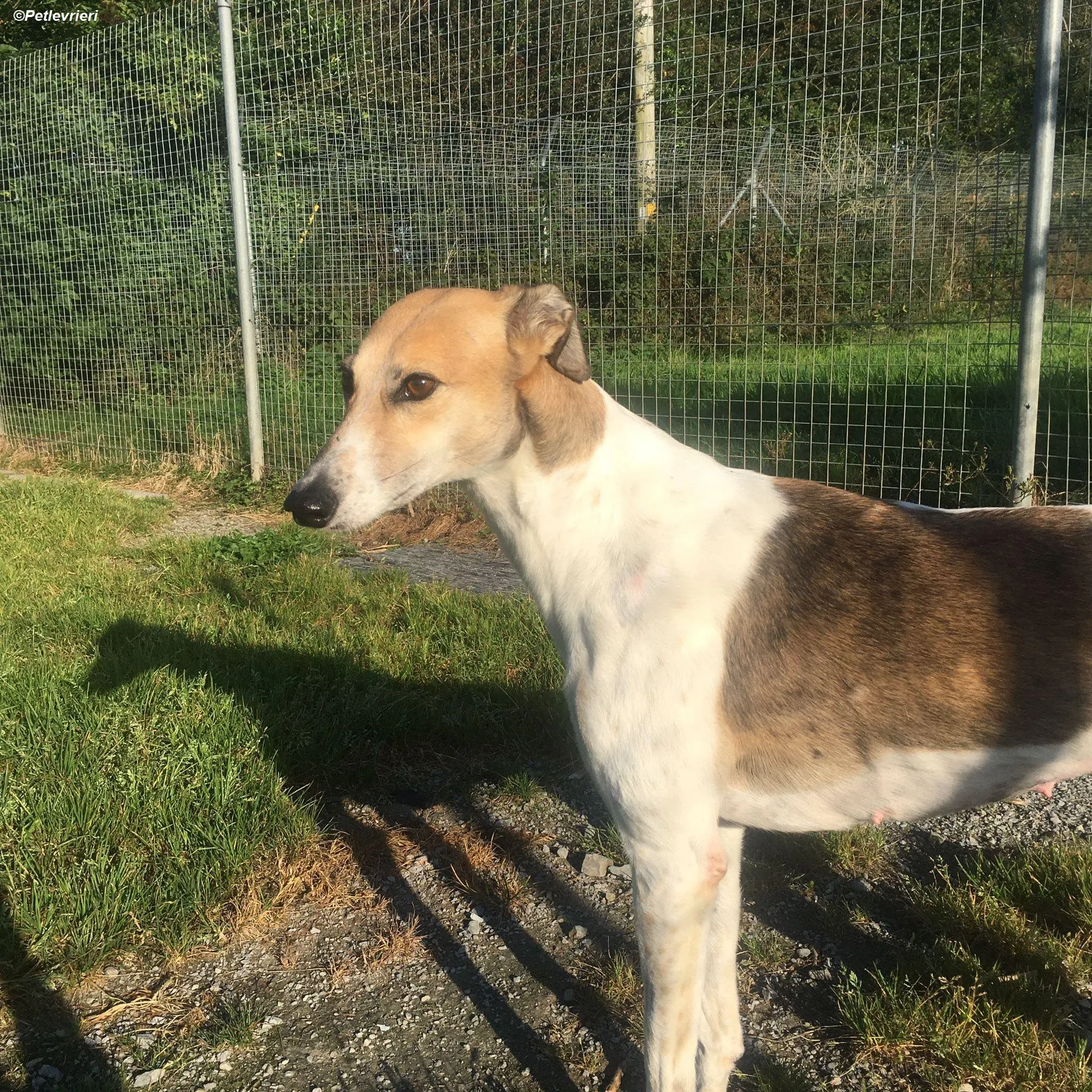 Rose adozione levrieri greyhound 9