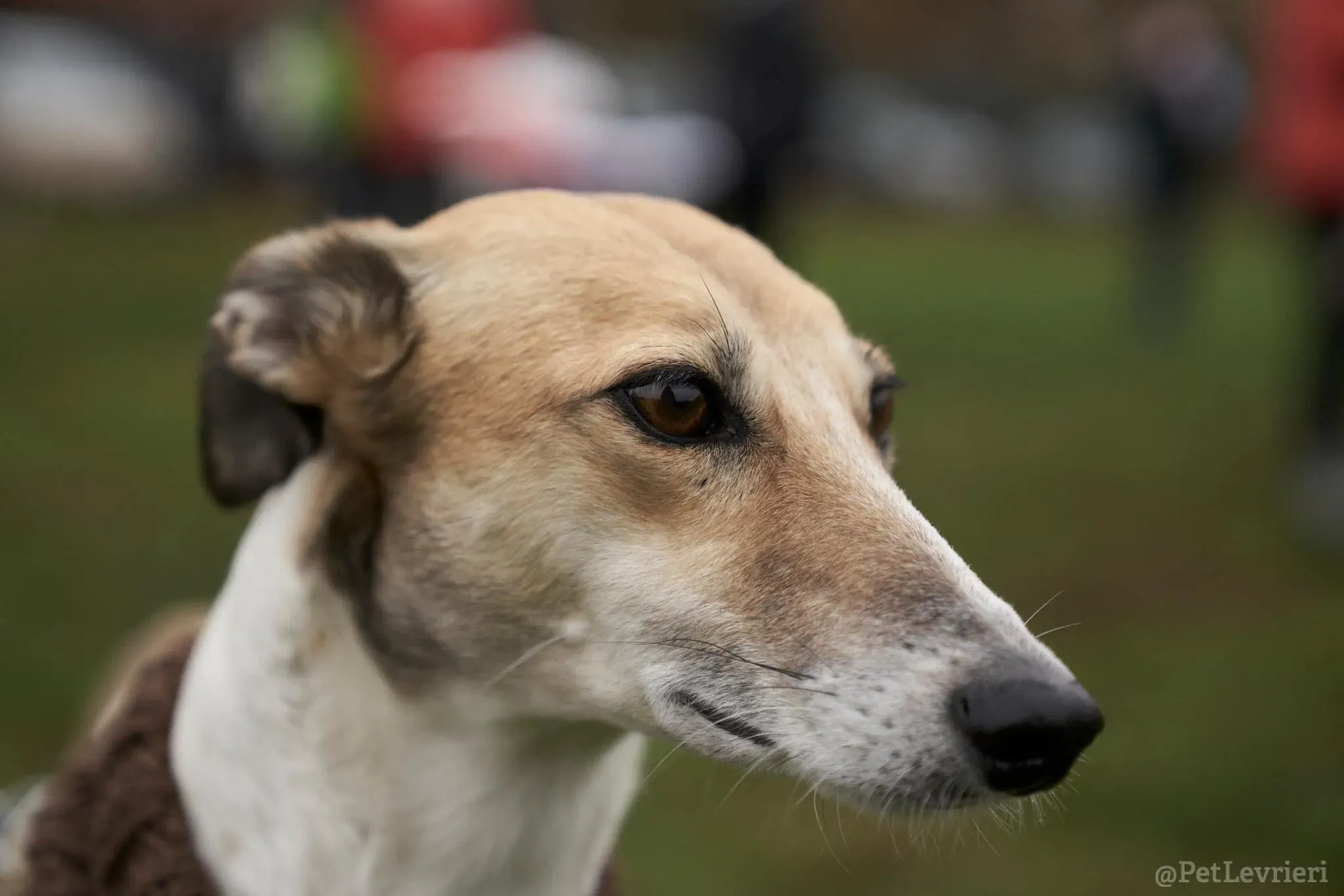 Rose lurcher saluky greyhound adozionelevrieri cane foster 01