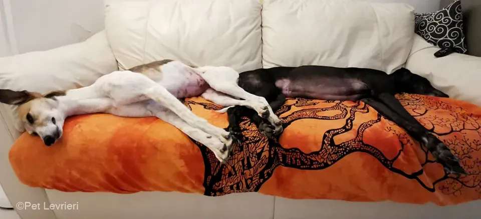 Rose lurcher saluky greyhound adozionelevrieri cane foster 04