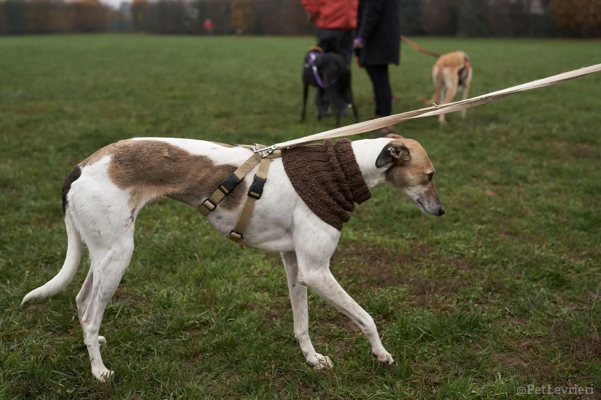 Rose lurcher saluky greyhound adozionelevrieri cane foster 05