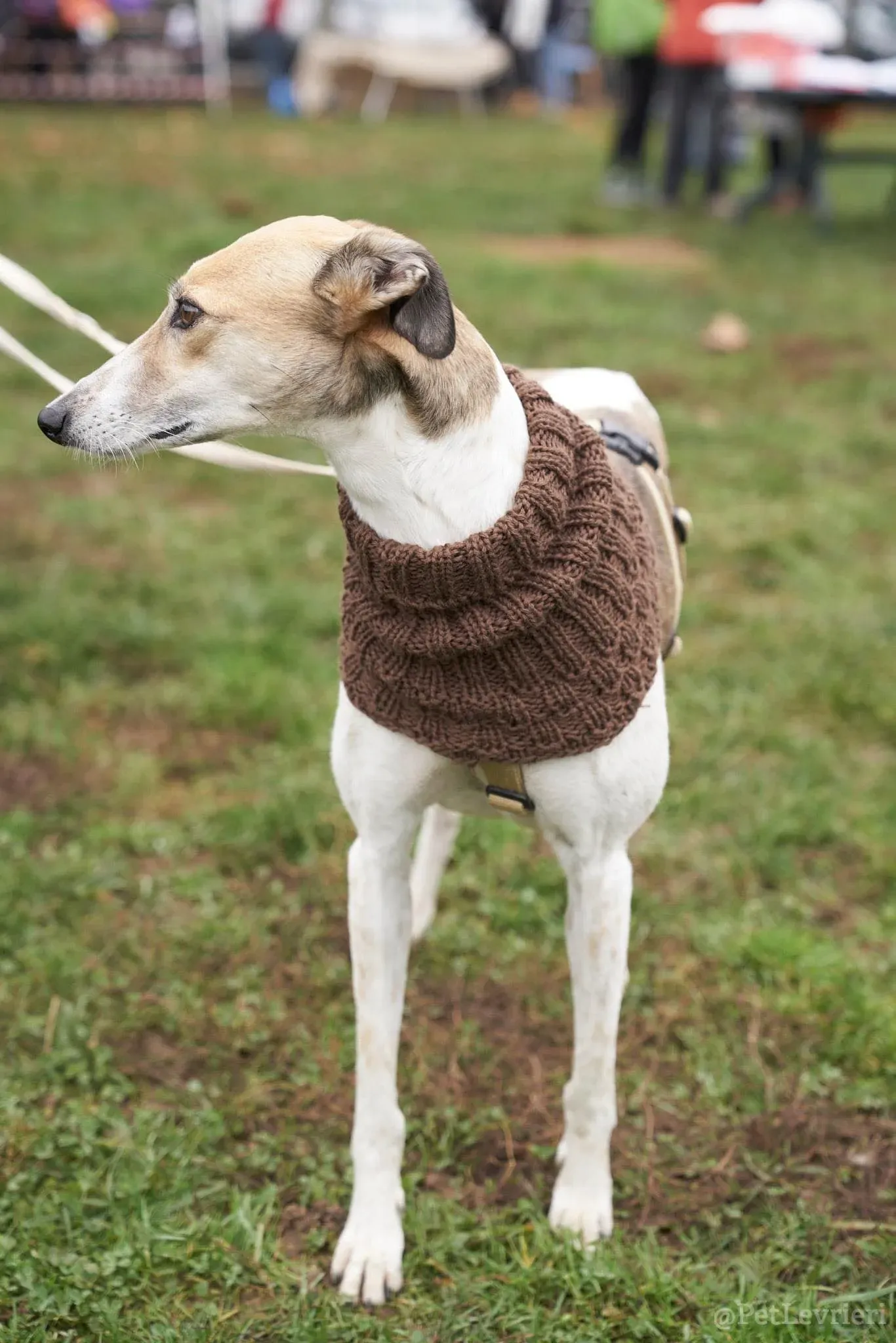 Rose lurcher saluky greyhound adozionelevrieri cane foster 06