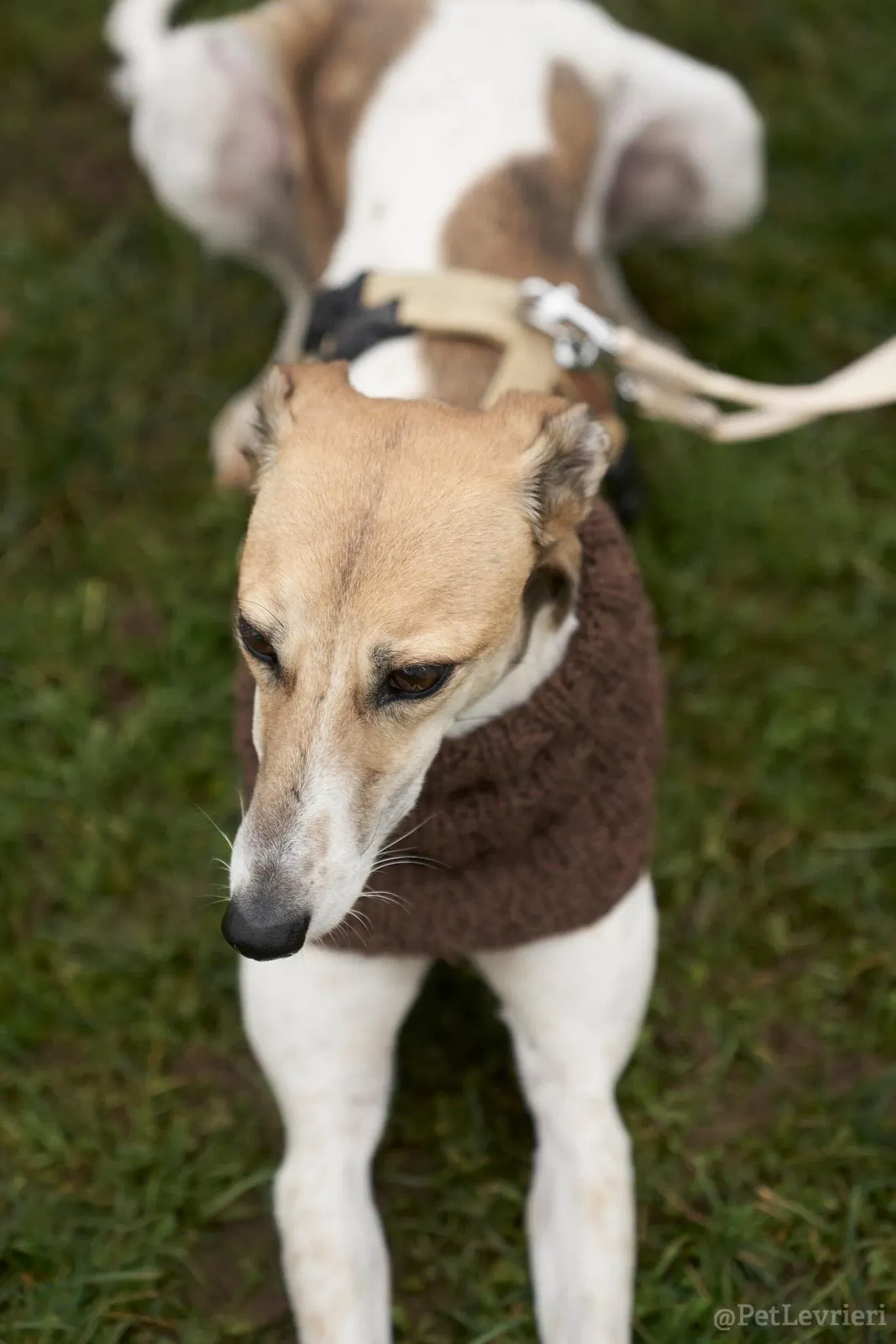 Rose lurcher saluky greyhound adozionelevrieri cane foster 09