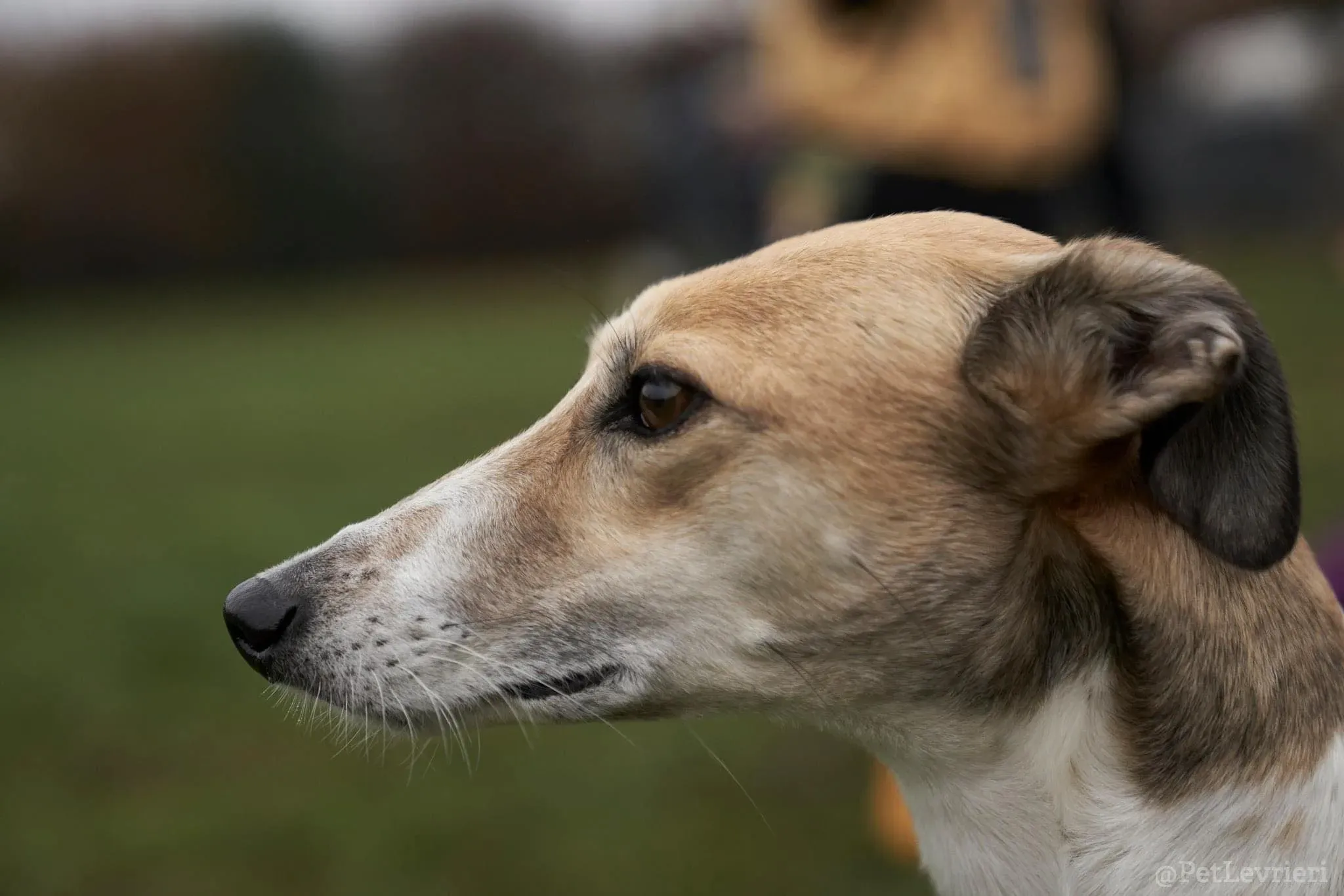 Rose lurcher saluky greyhound adozionelevrieri cane foster 11