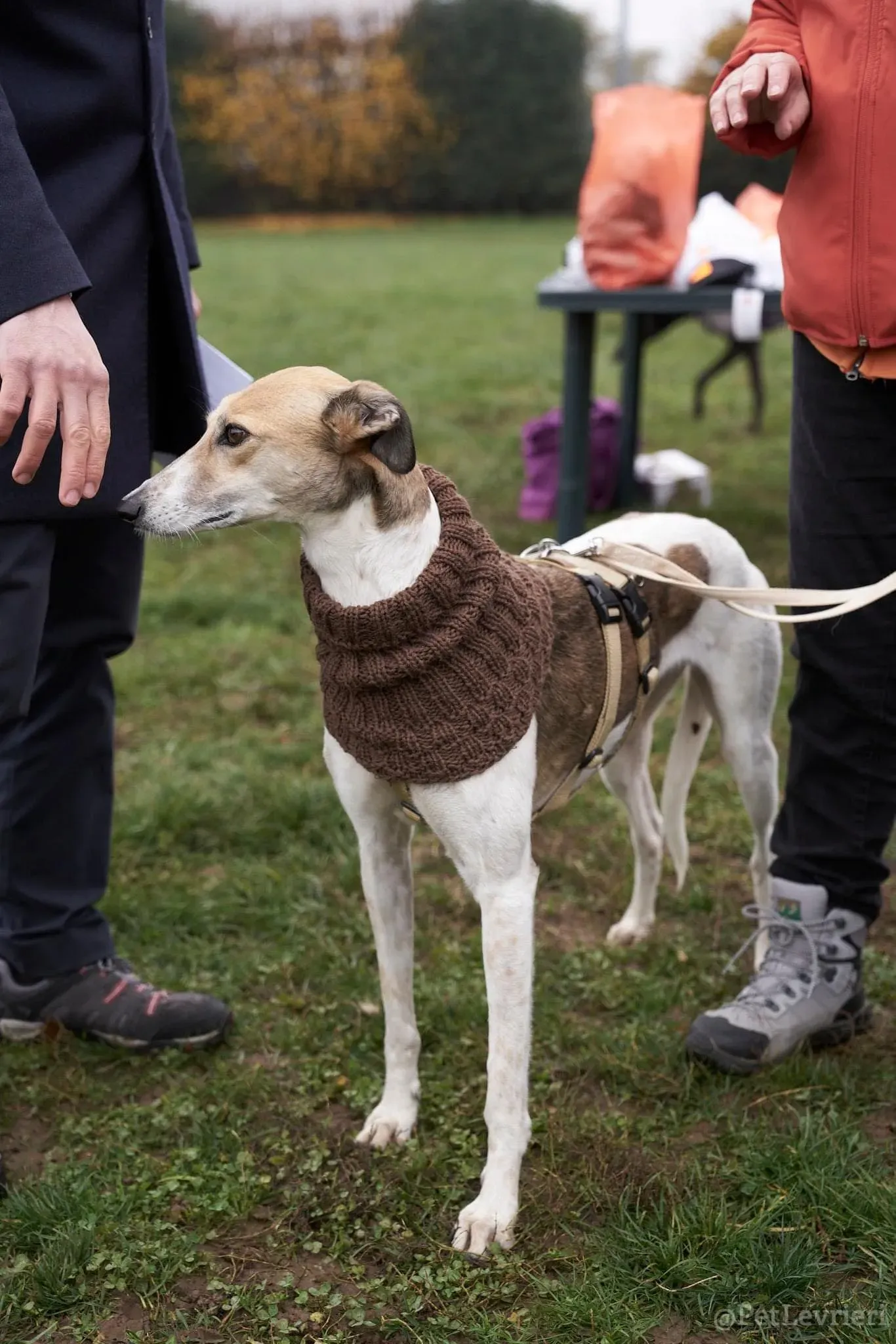 Rose lurcher saluky greyhound adozionelevrieri cane foster 12