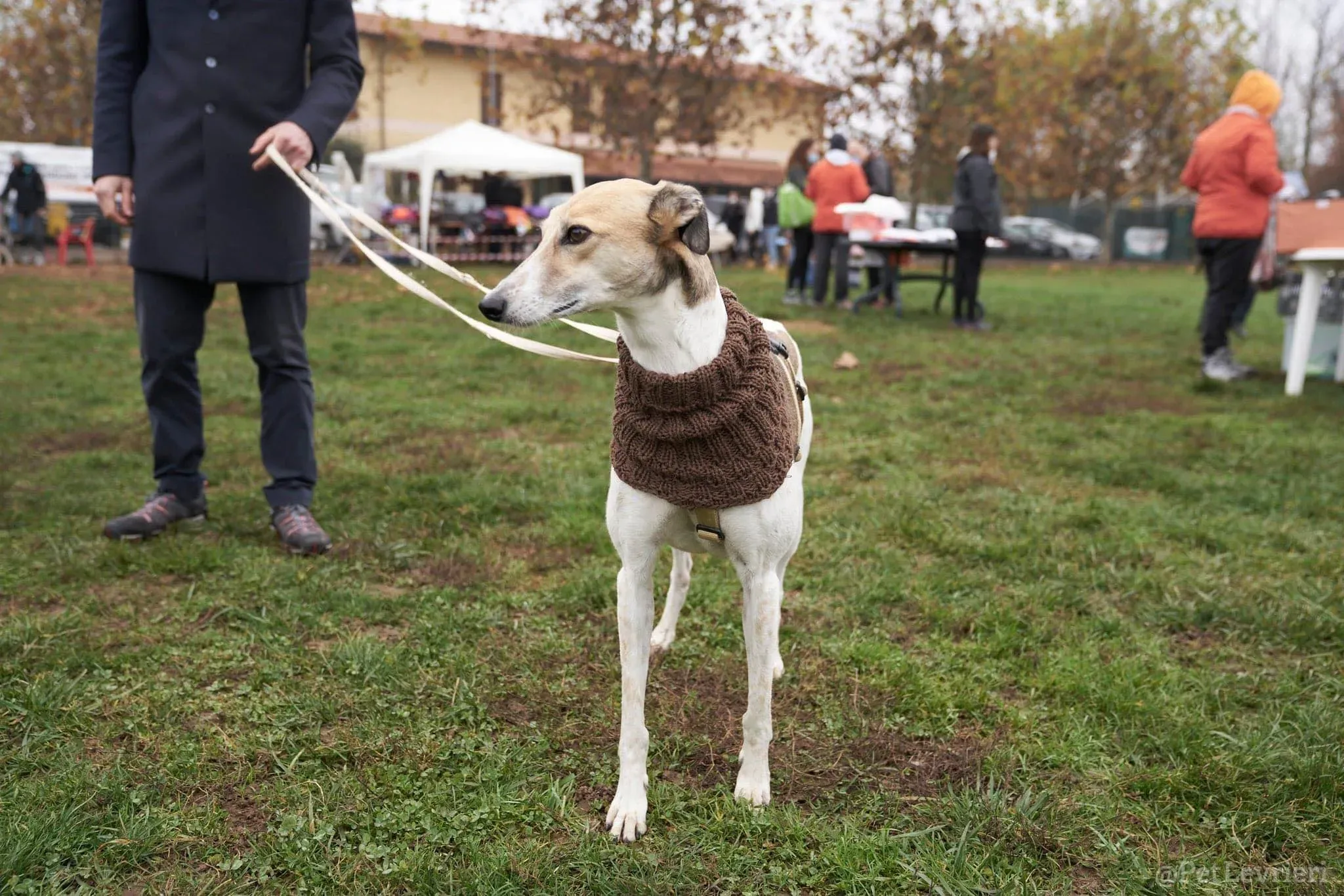 Rose lurcher saluky greyhound adozionelevrieri cane foster 13