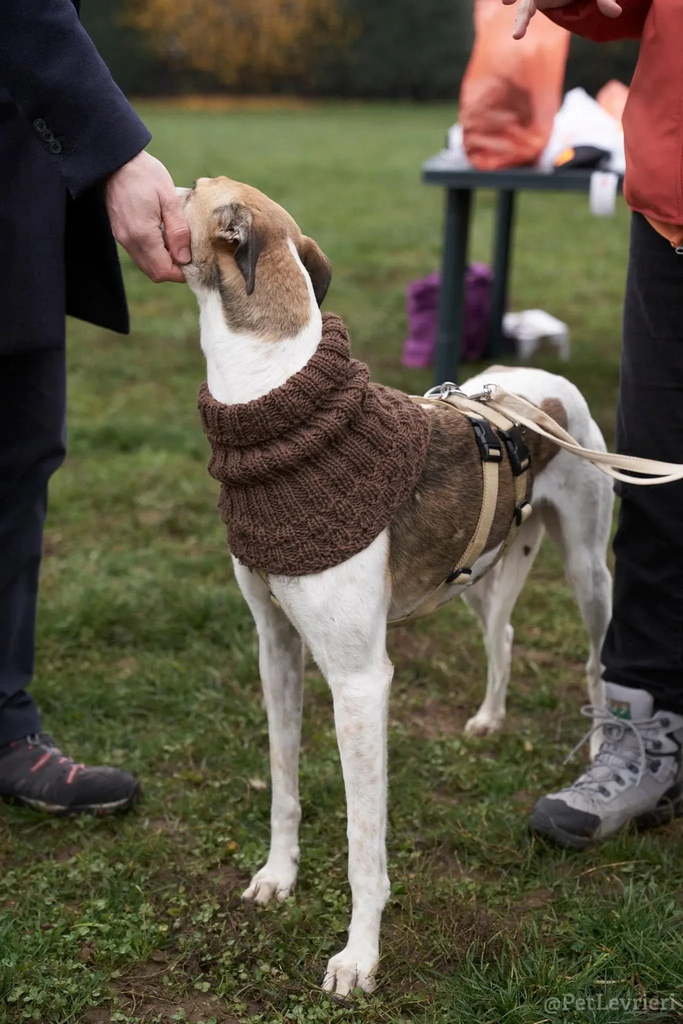 Rose lurcher saluky greyhound adozionelevrieri cane foster 14