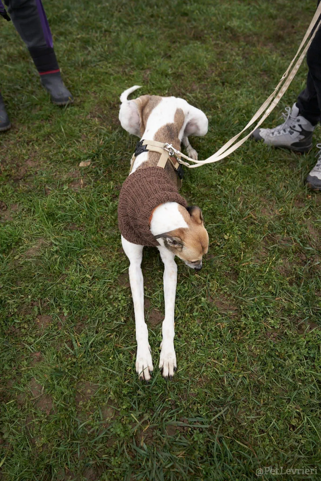 Rose lurcher saluky greyhound adozionelevrieri cane foster 15