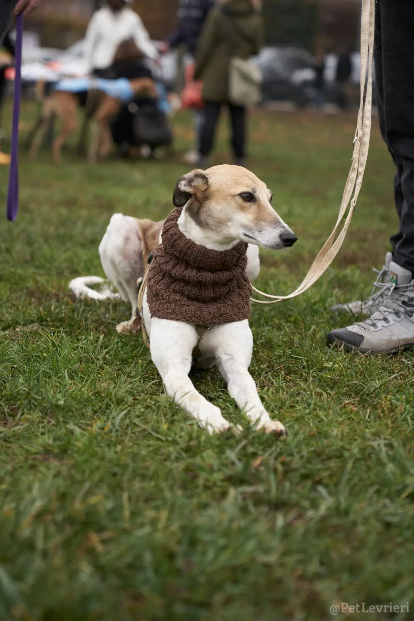 Rose lurcher saluky greyhound adozionelevrieri cane foster 16