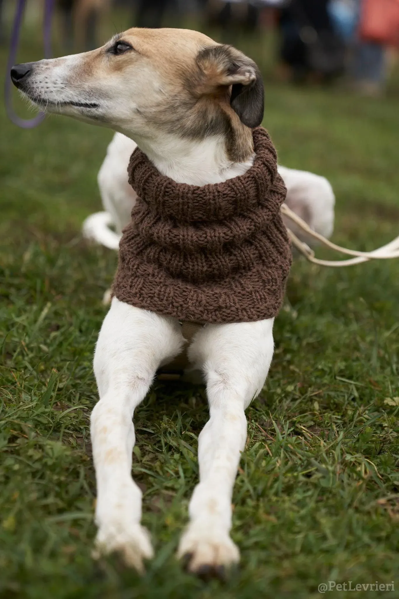 Rose lurcher saluky greyhound adozionelevrieri cane foster 17