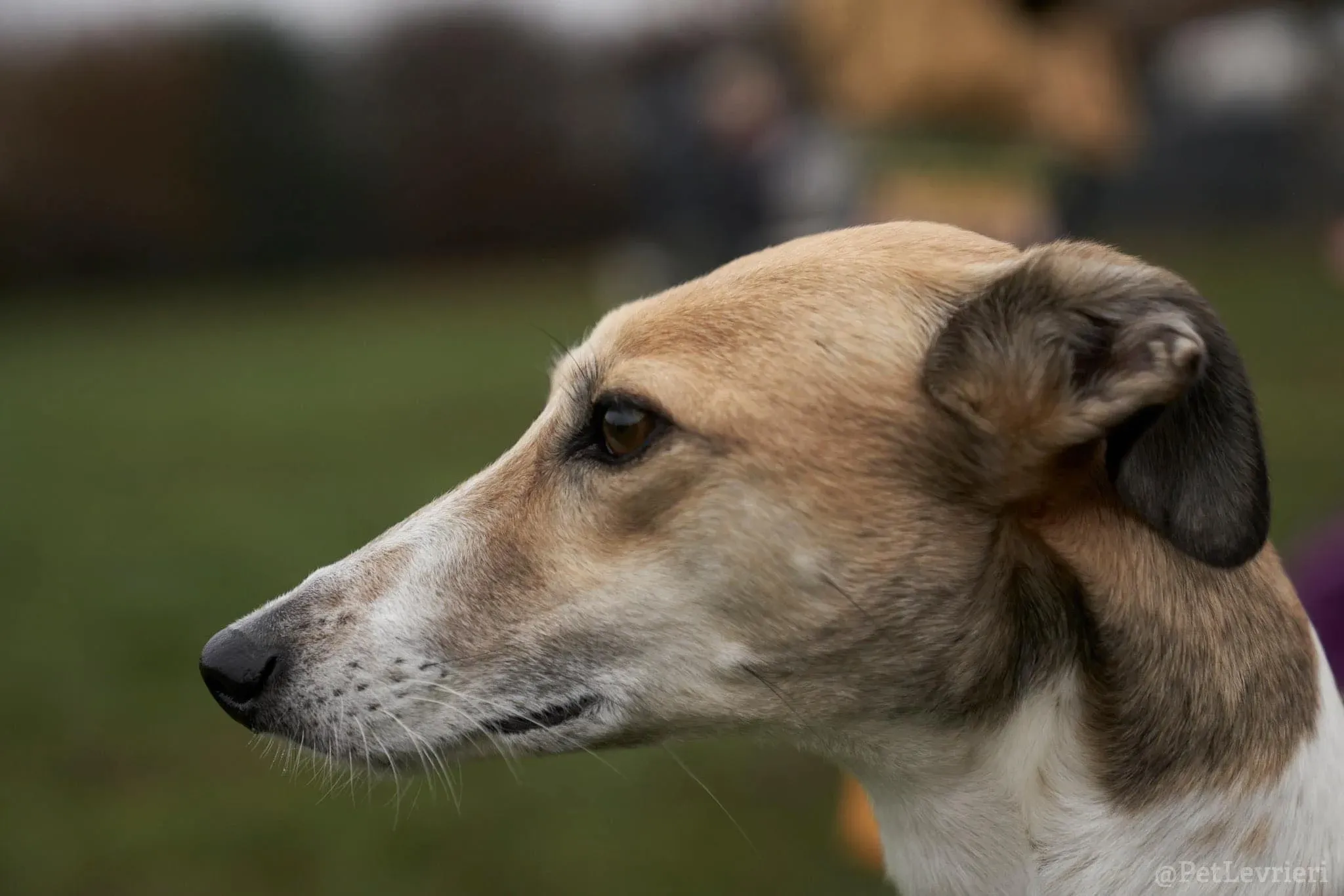 Rose lurcher saluky greyhound adozionelevrieri cane foster 18